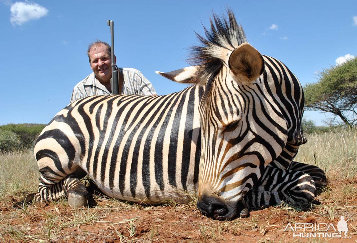 Zebra Hunt South Africa