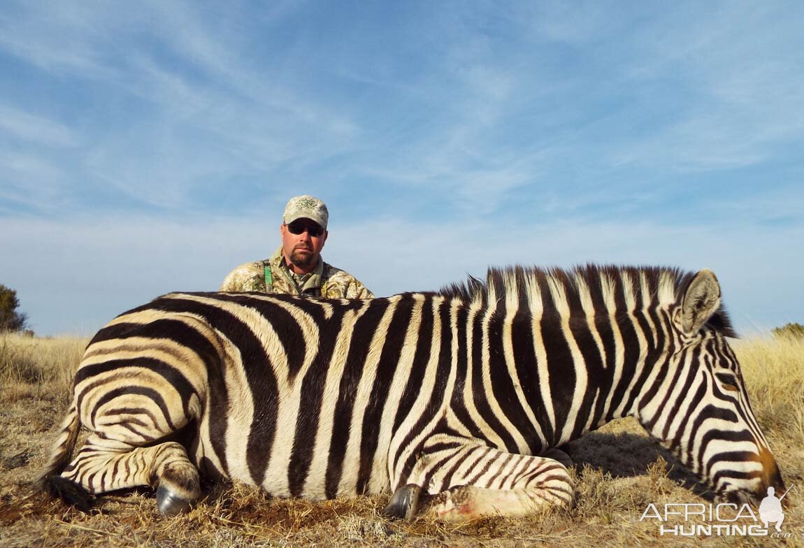 Zebra Hunt South Africa