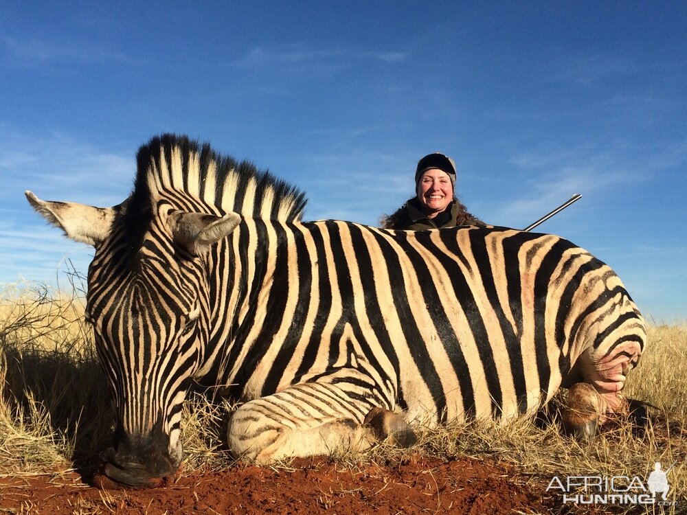 Zebra Hunt South Africa