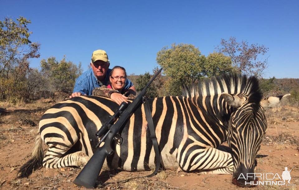 Zebra Hunt South Africa