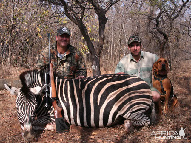 Zebra Hunt South Africa