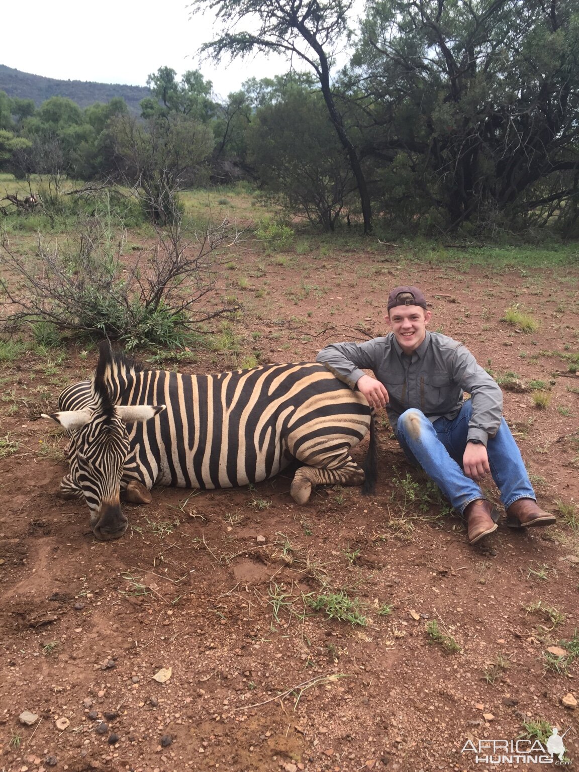 Zebra Hunt South Africa