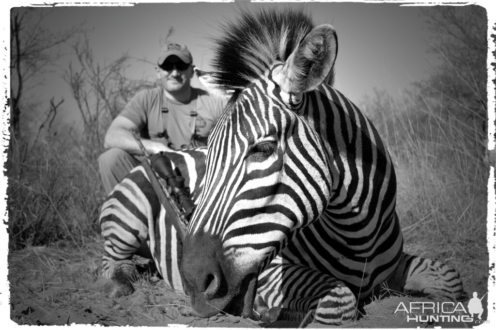 Zebra Hunt South Africa