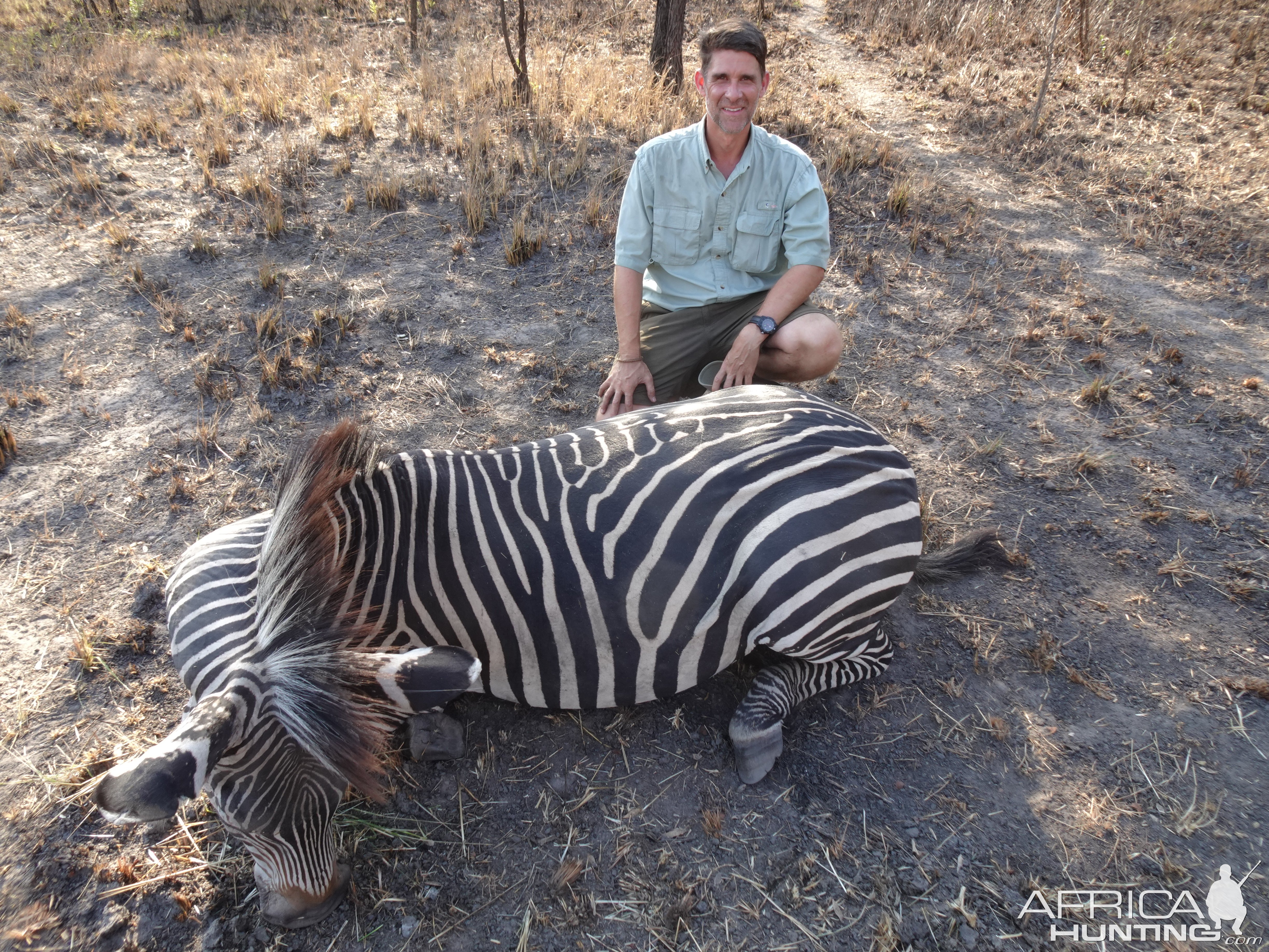 Zebra Hunt Tanzania