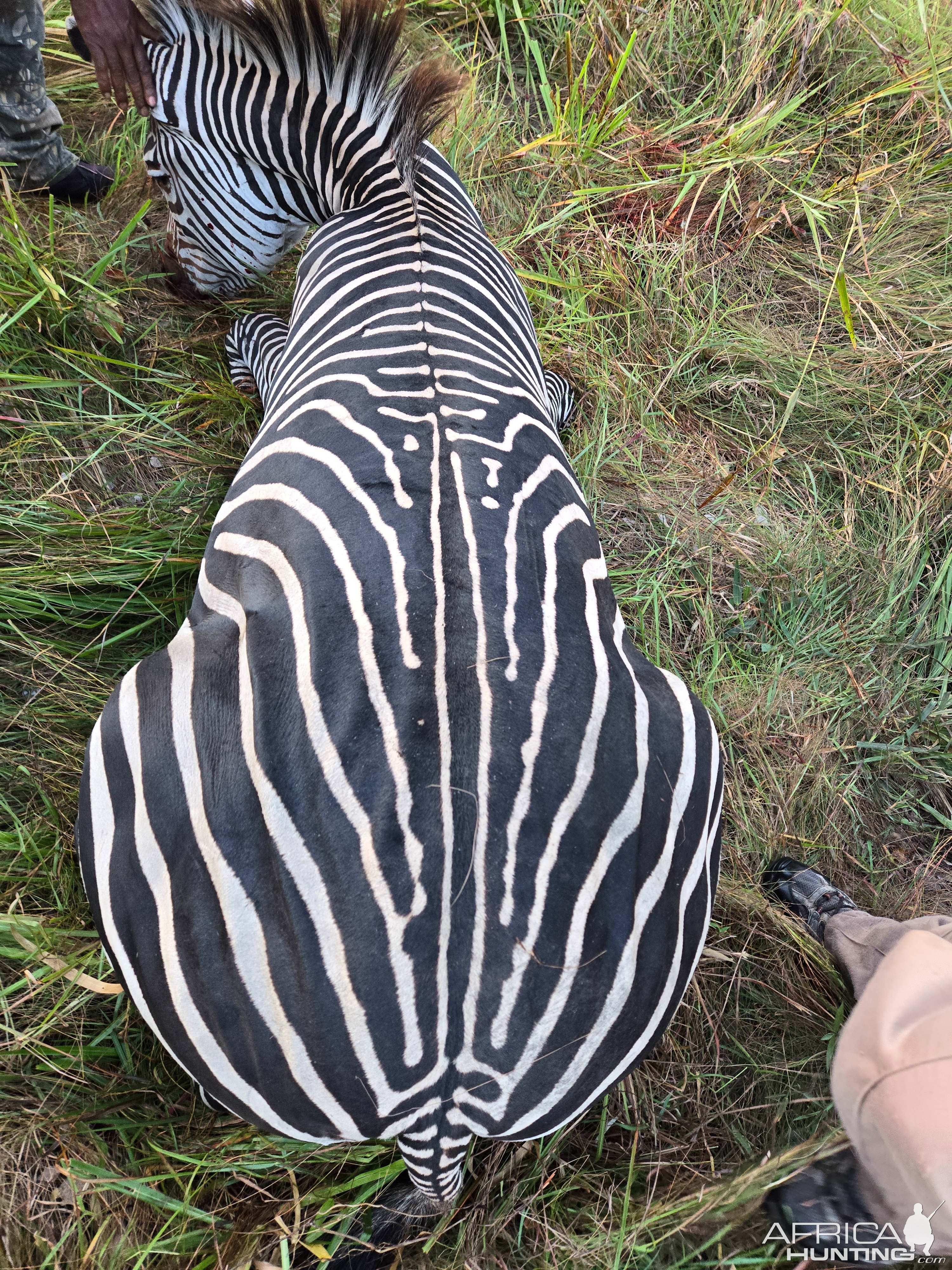 Zebra Hunt Tanzania