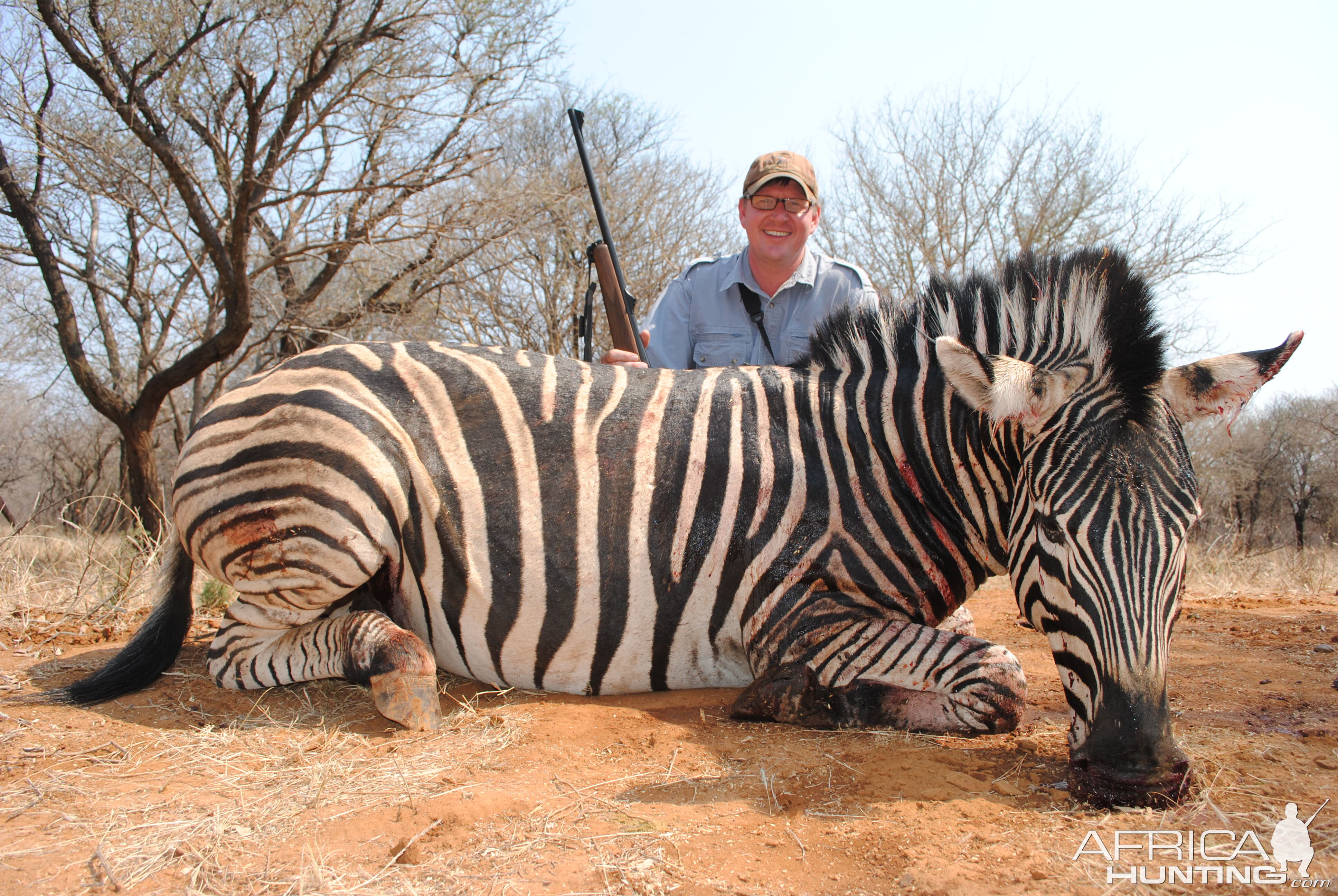 Zebra Hunted in South Africa
