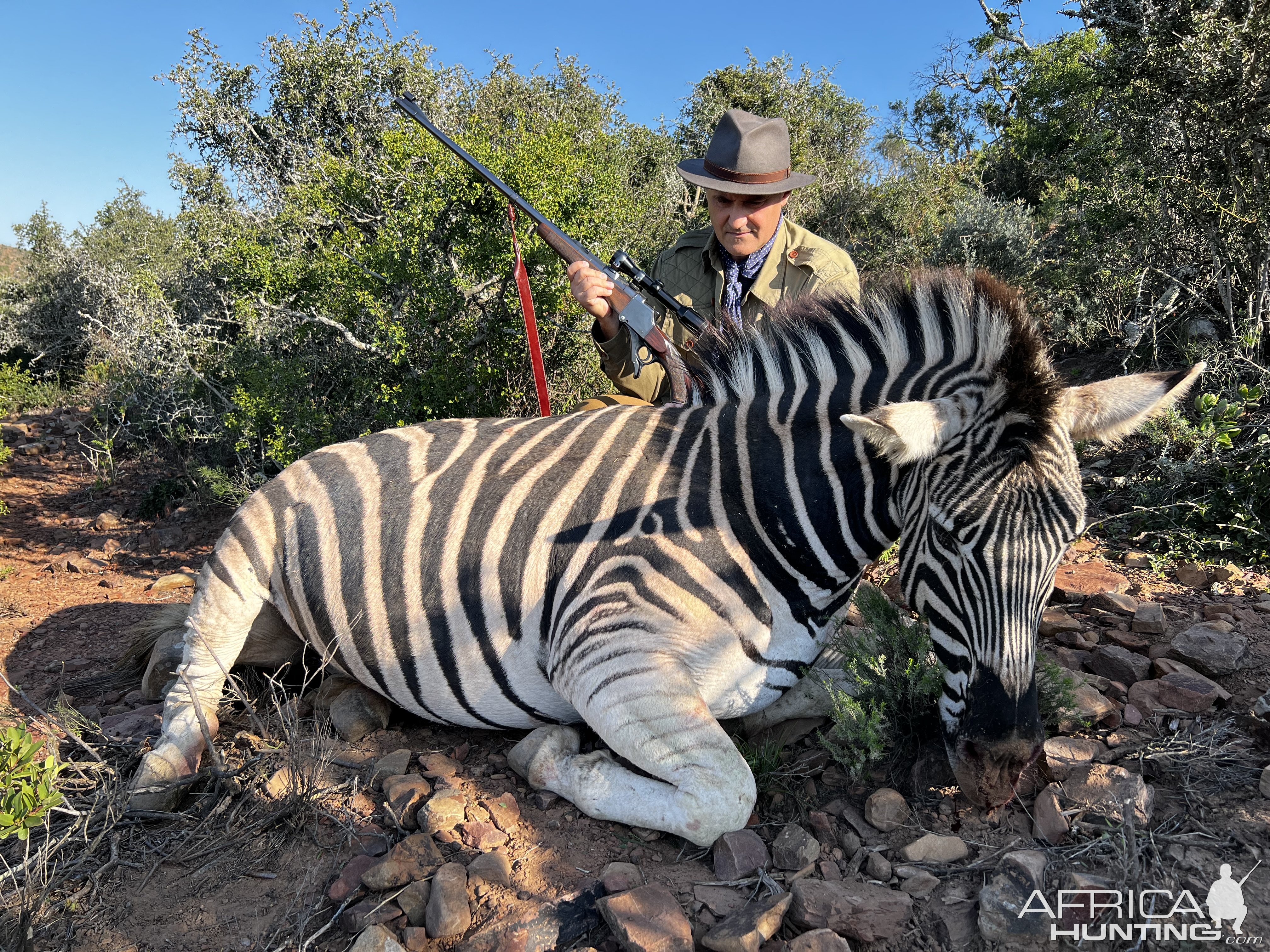 Zebra Hunting Karoo South Africa