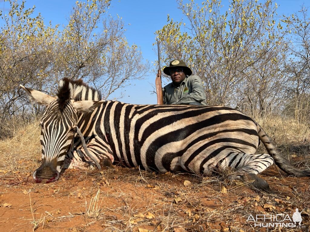 Zebra Hunting Limpopo Povince South Africa