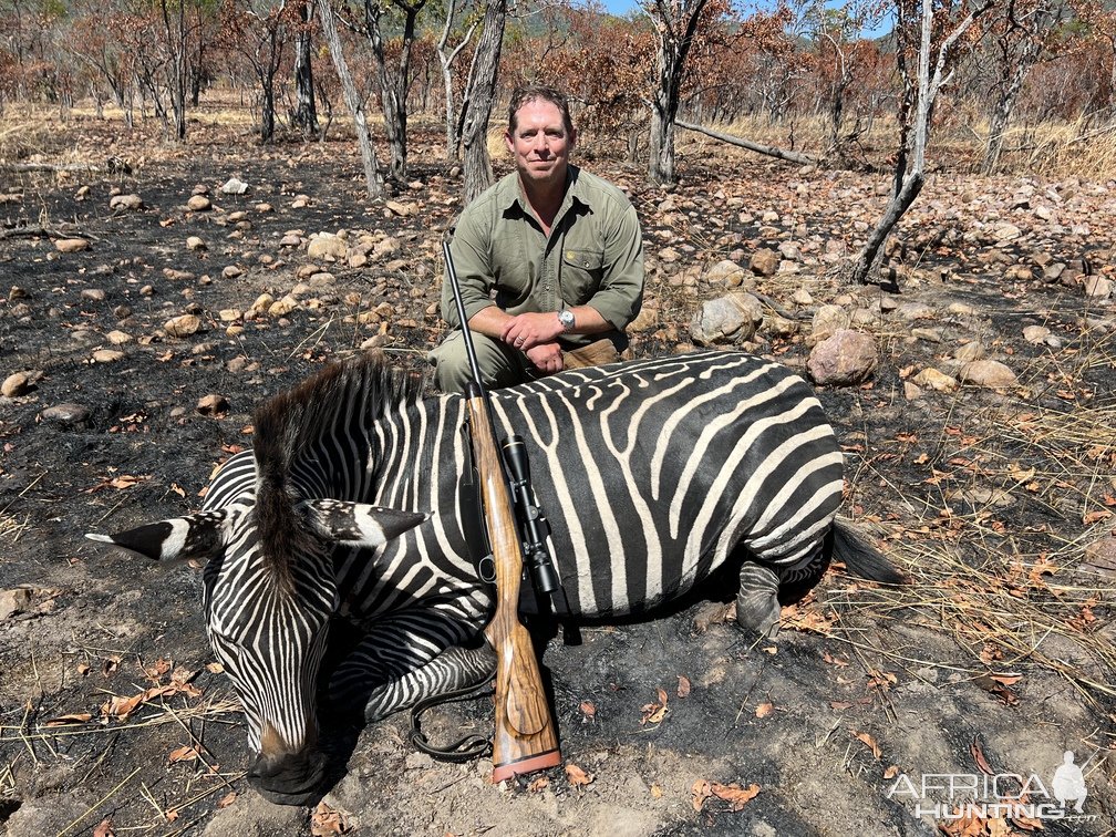 Zebra Hunting Luangwa Valley Zambia