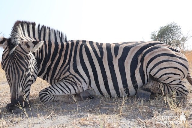 Zebra Hunting Namibia