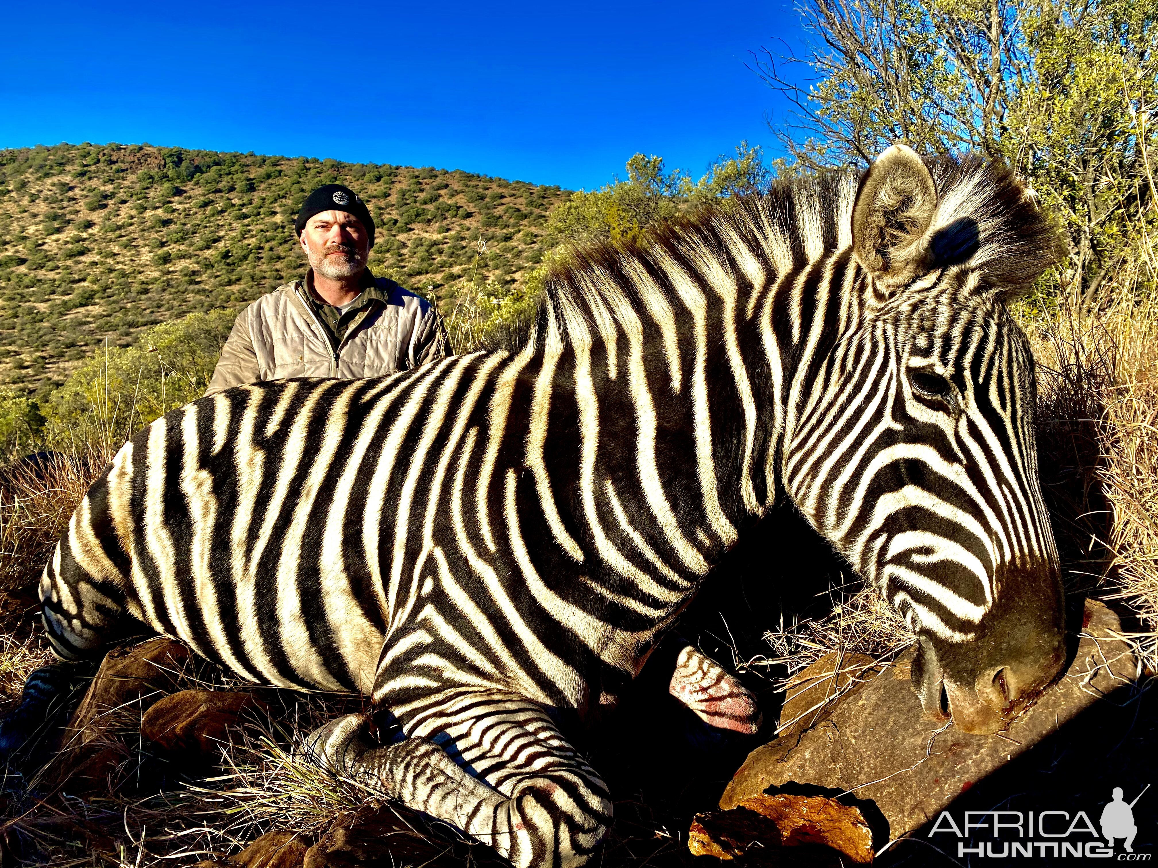 Zebra Hunting South Africa