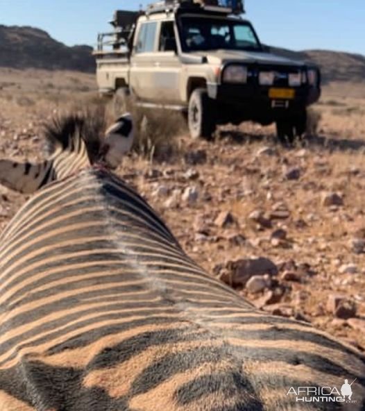 Zebra Hunting South Africa