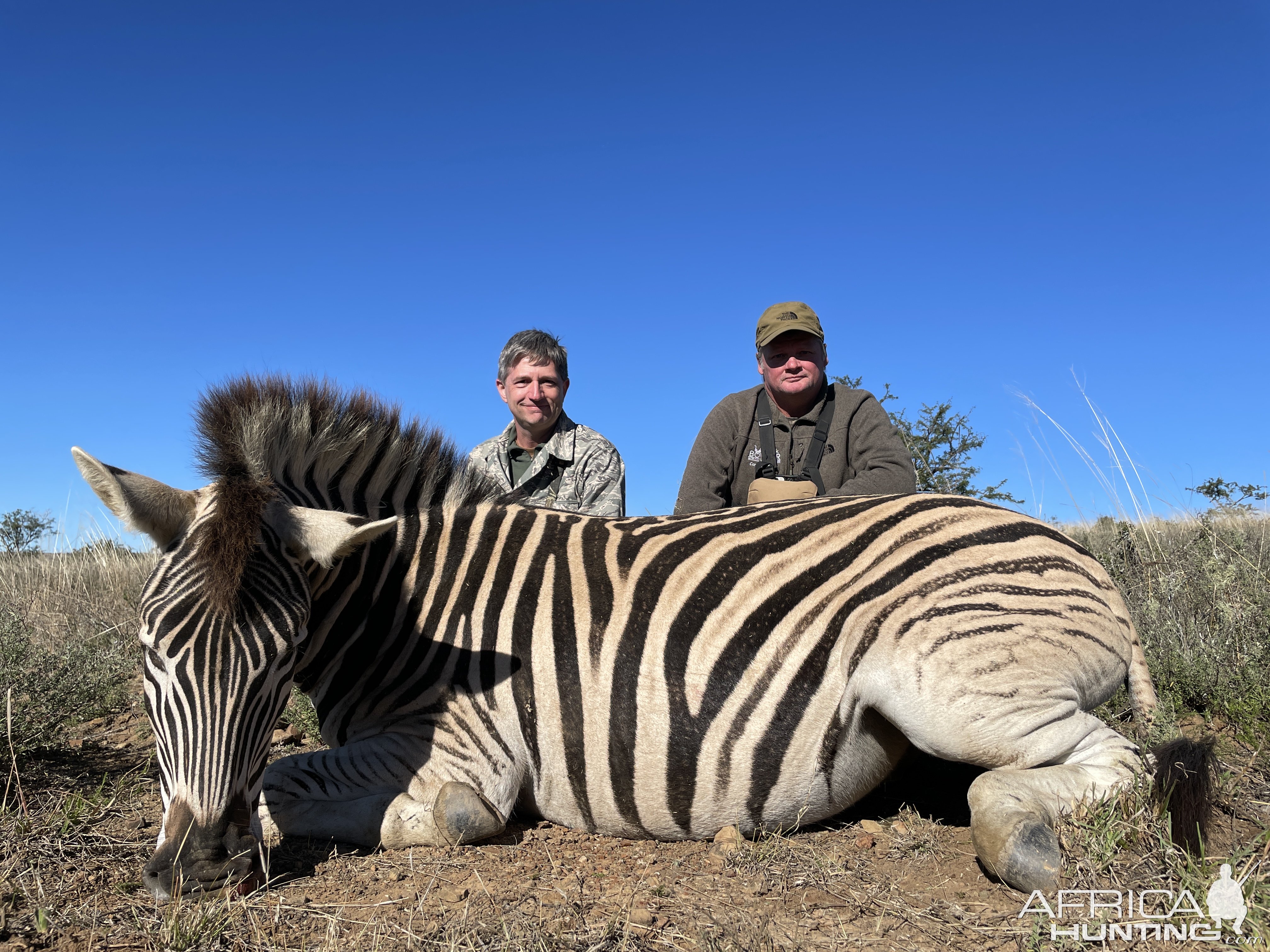 Zebra Hunting South Africa