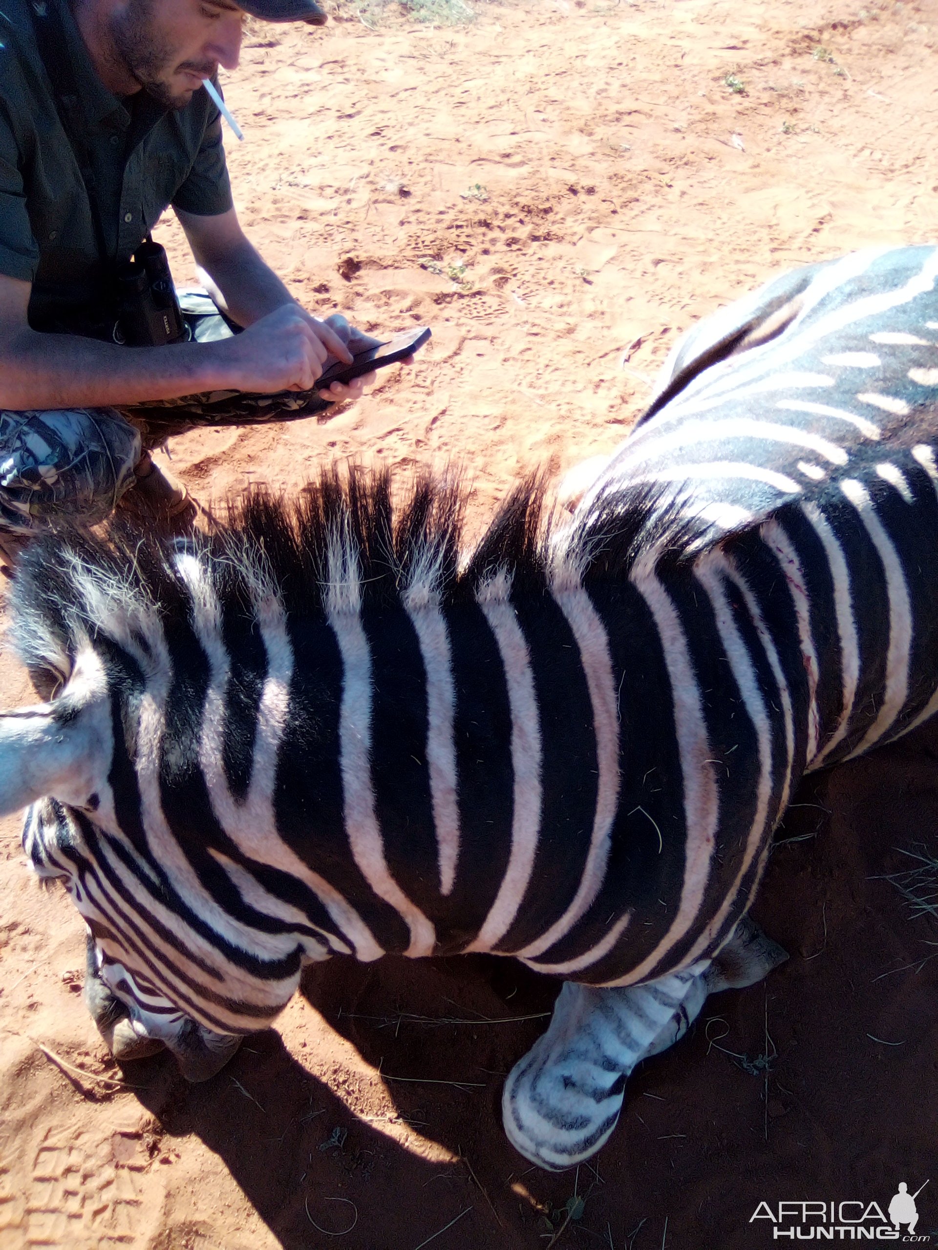 Zebra Hunting South Africa