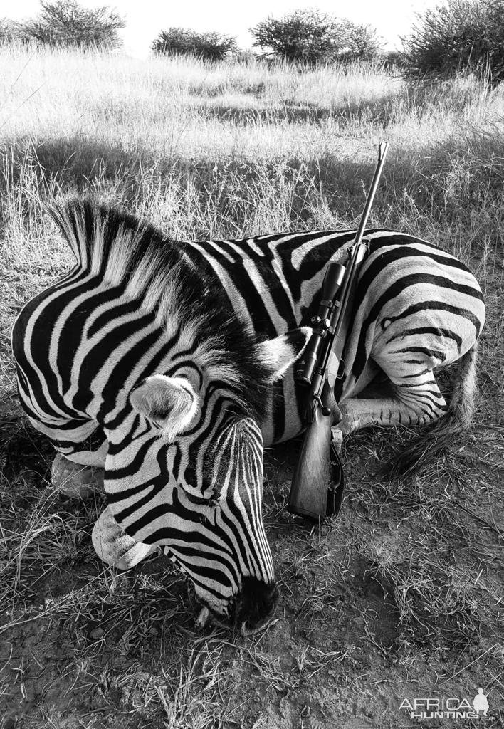 Zebra Hunting South Africa | AfricaHunting.com