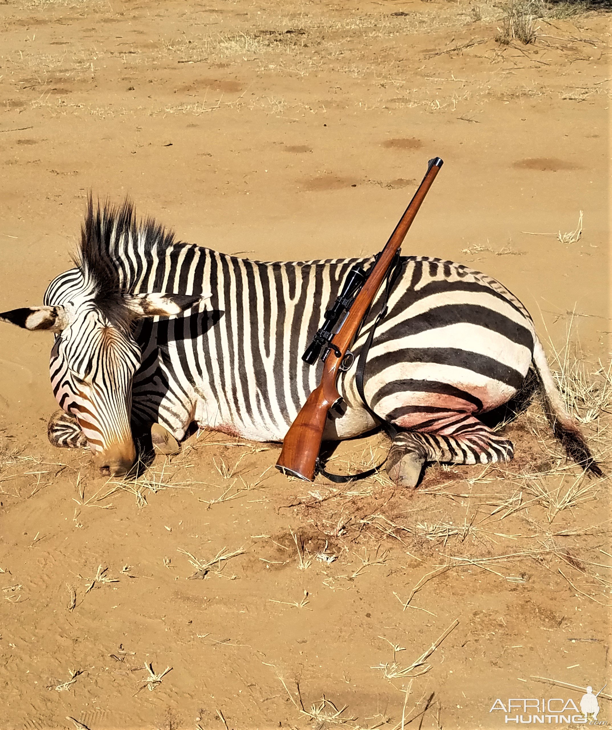 Zebra Hunting