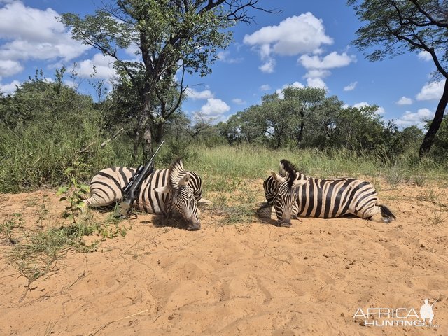 Zebra Hunting