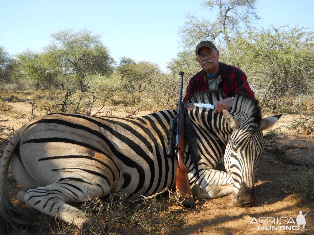 zebra in botswana