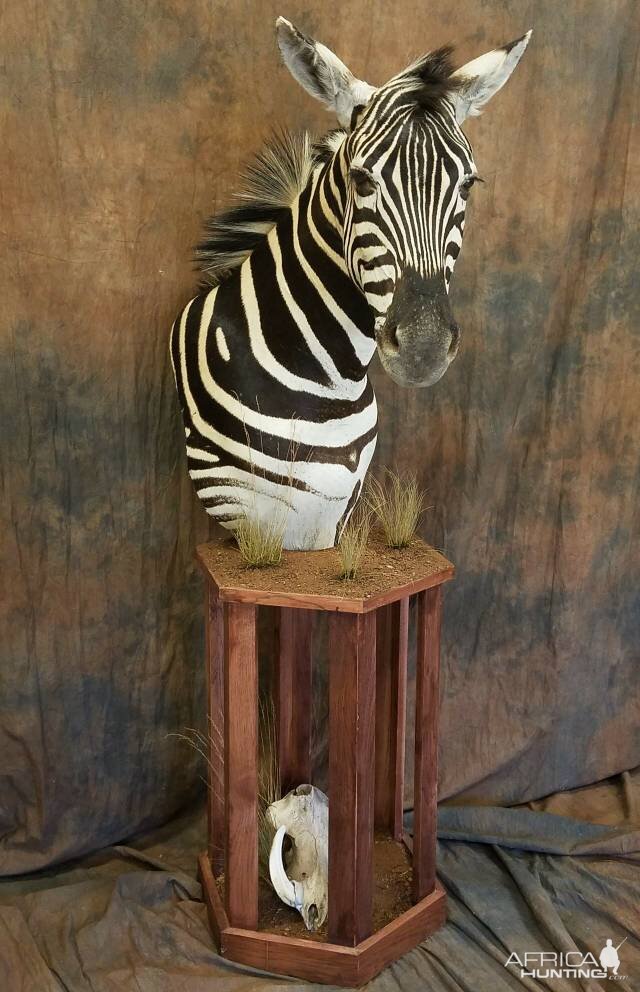 Zebra Mount Pedestal Taxidermy