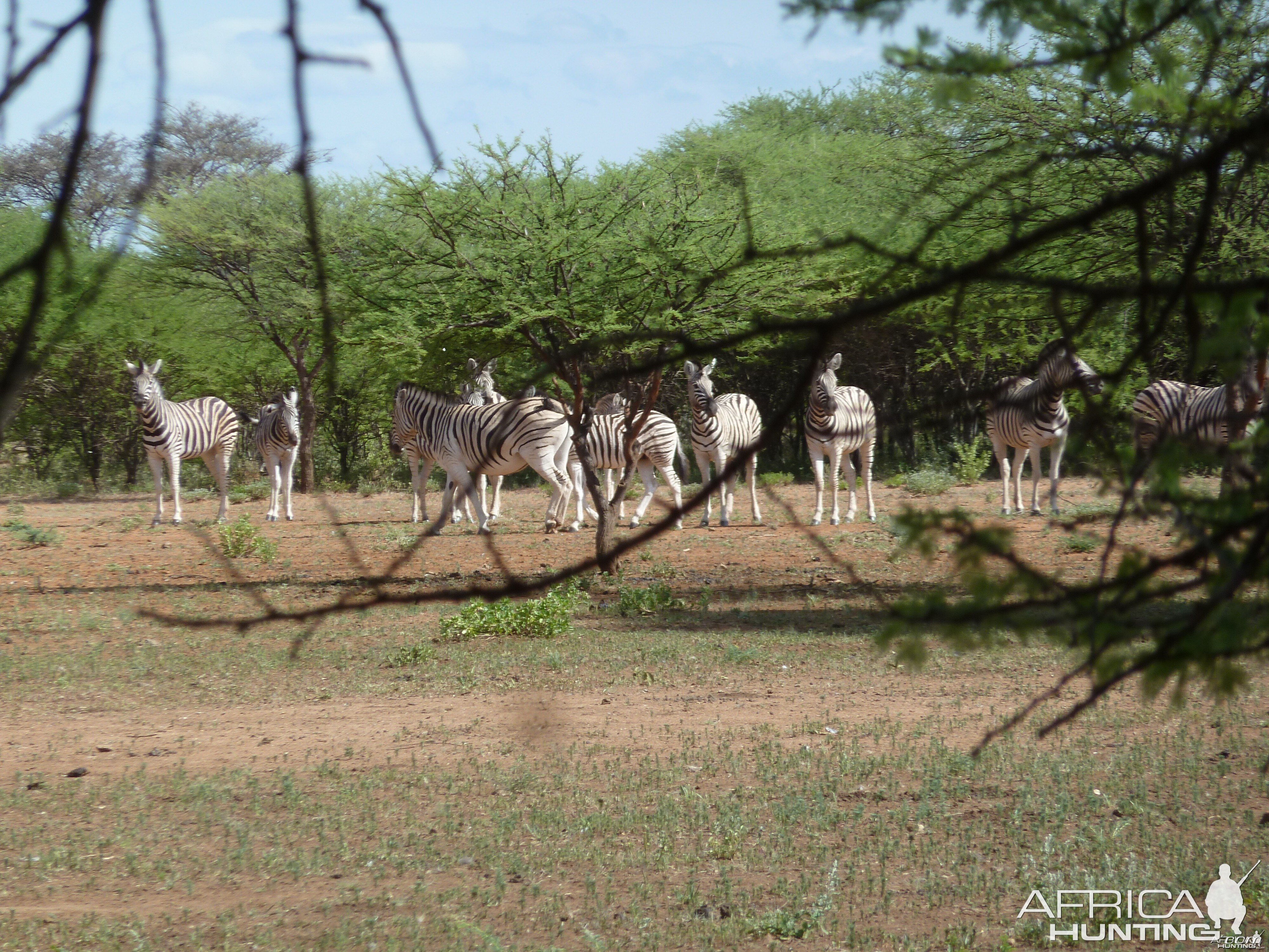 Zebra Namibia