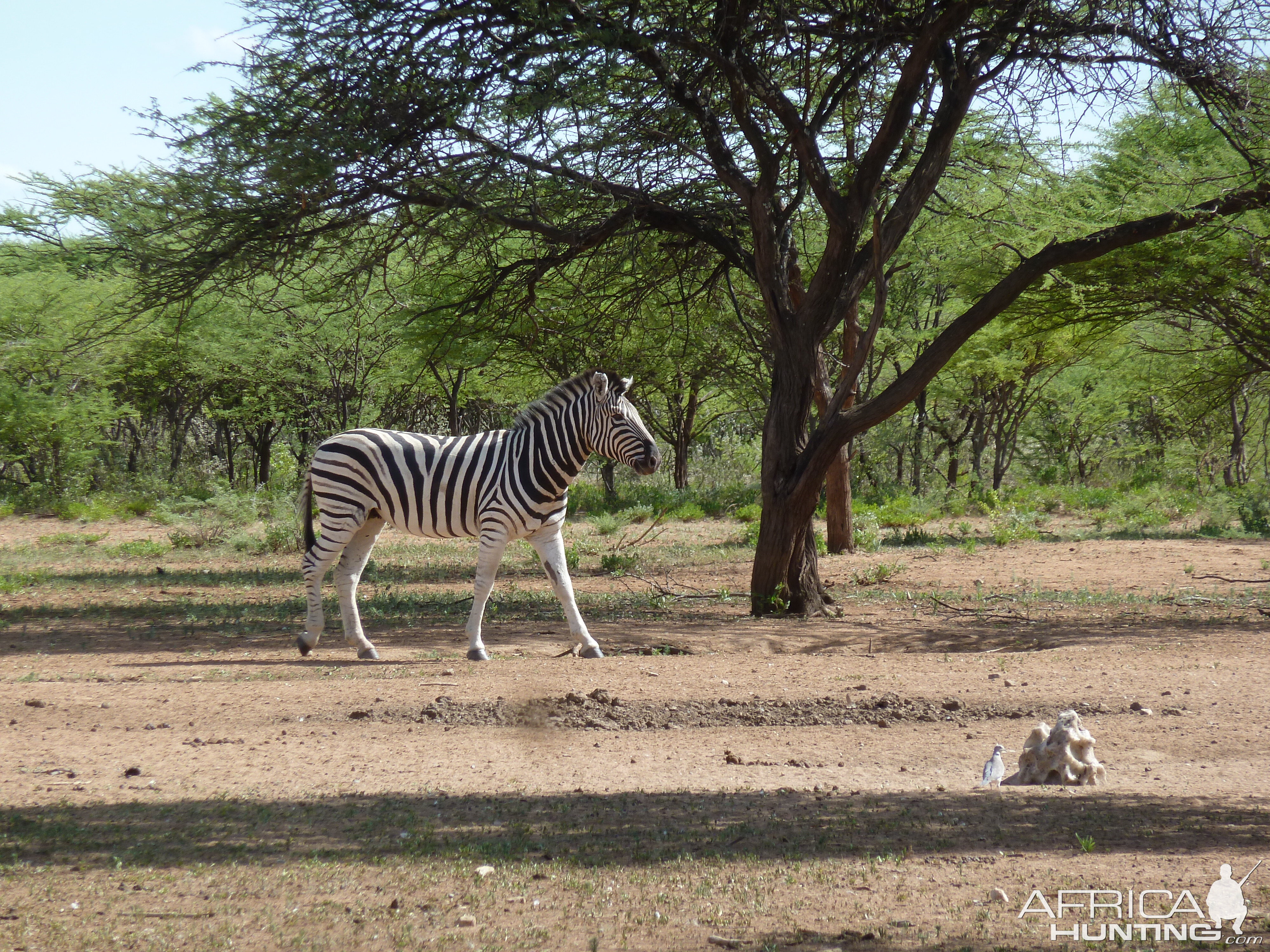 Zebra Namibia