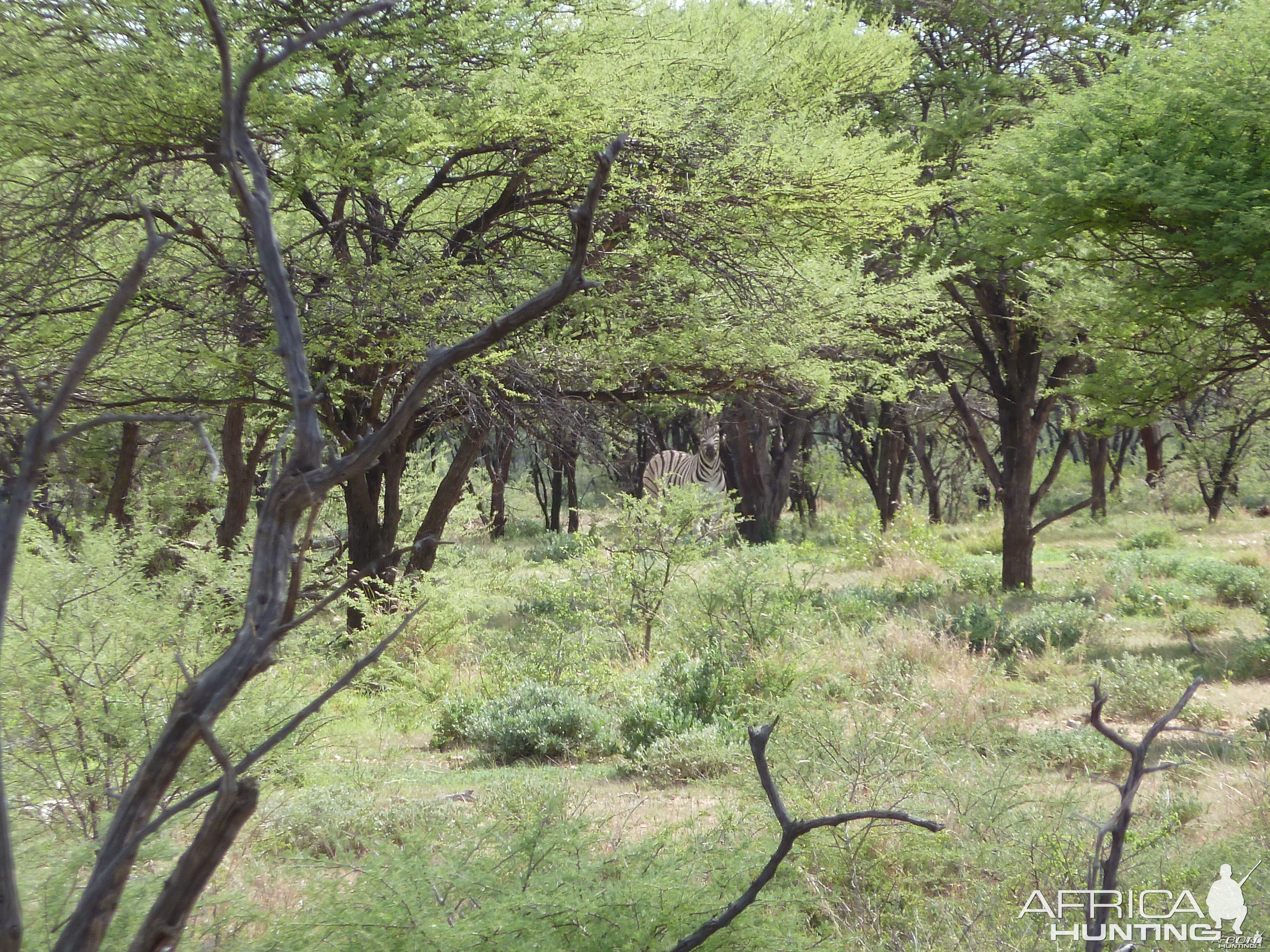 Zebra Namibia