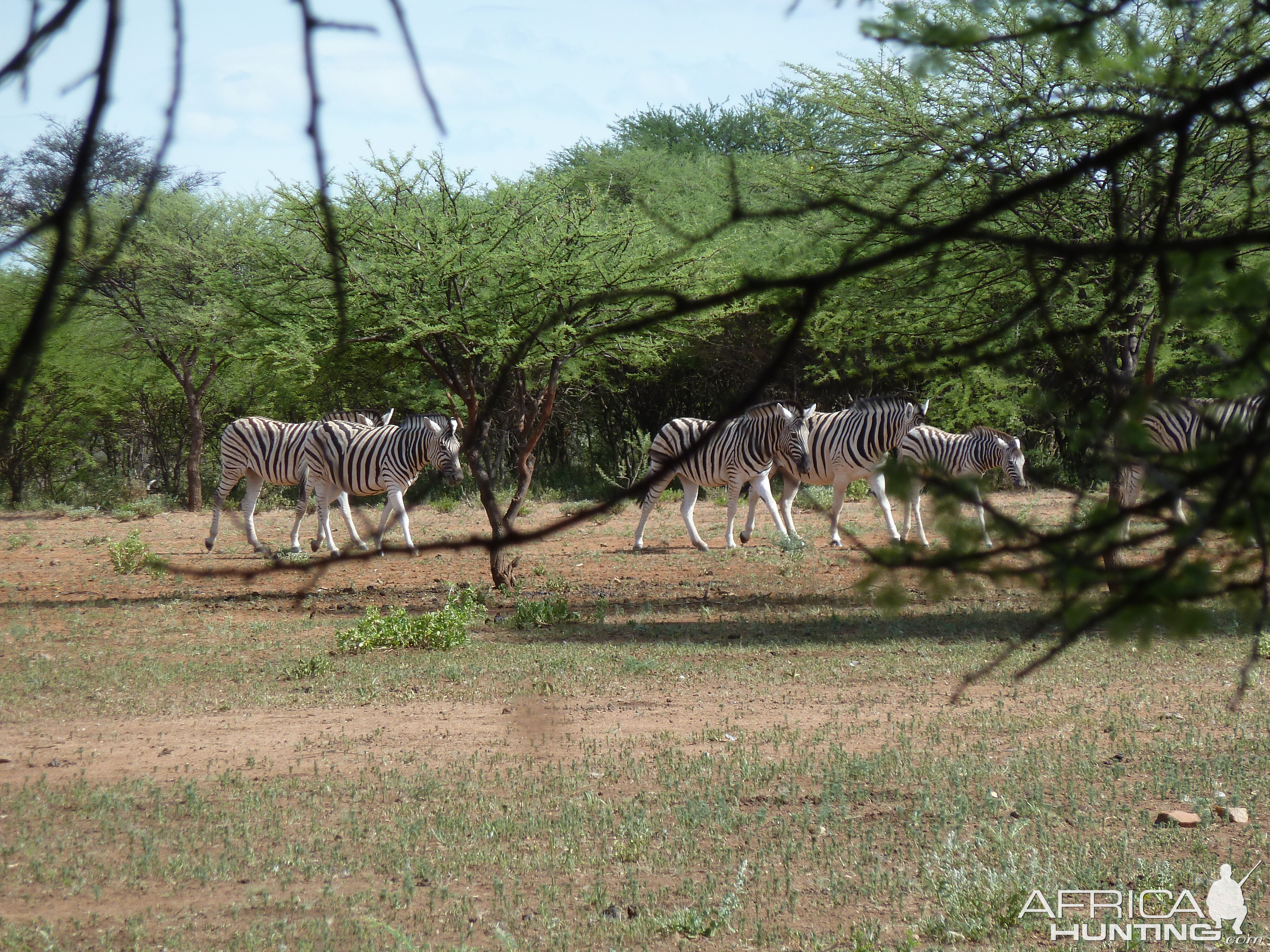 Zebra Namibia