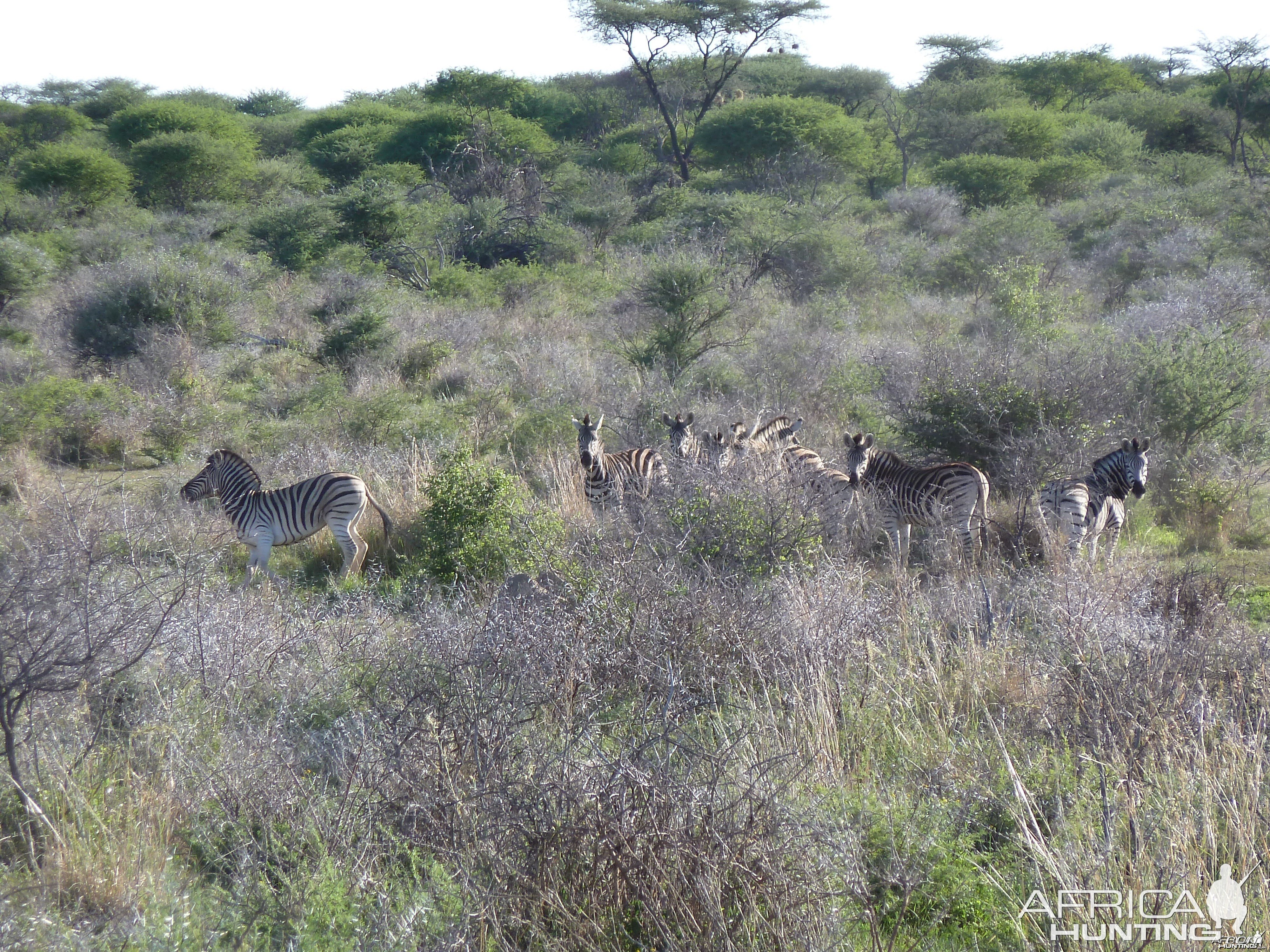 Zebra Namibia