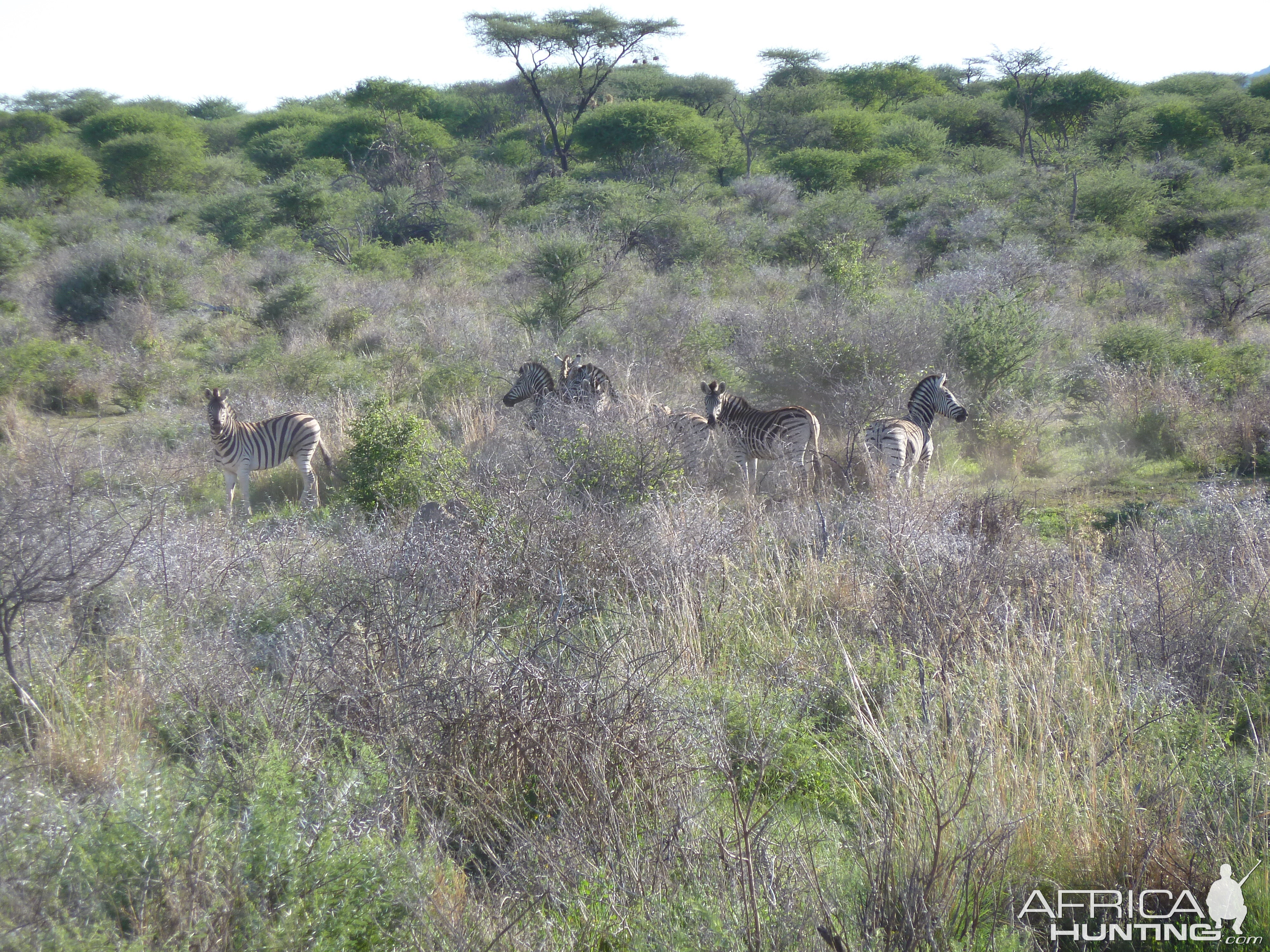 Zebra Namibia