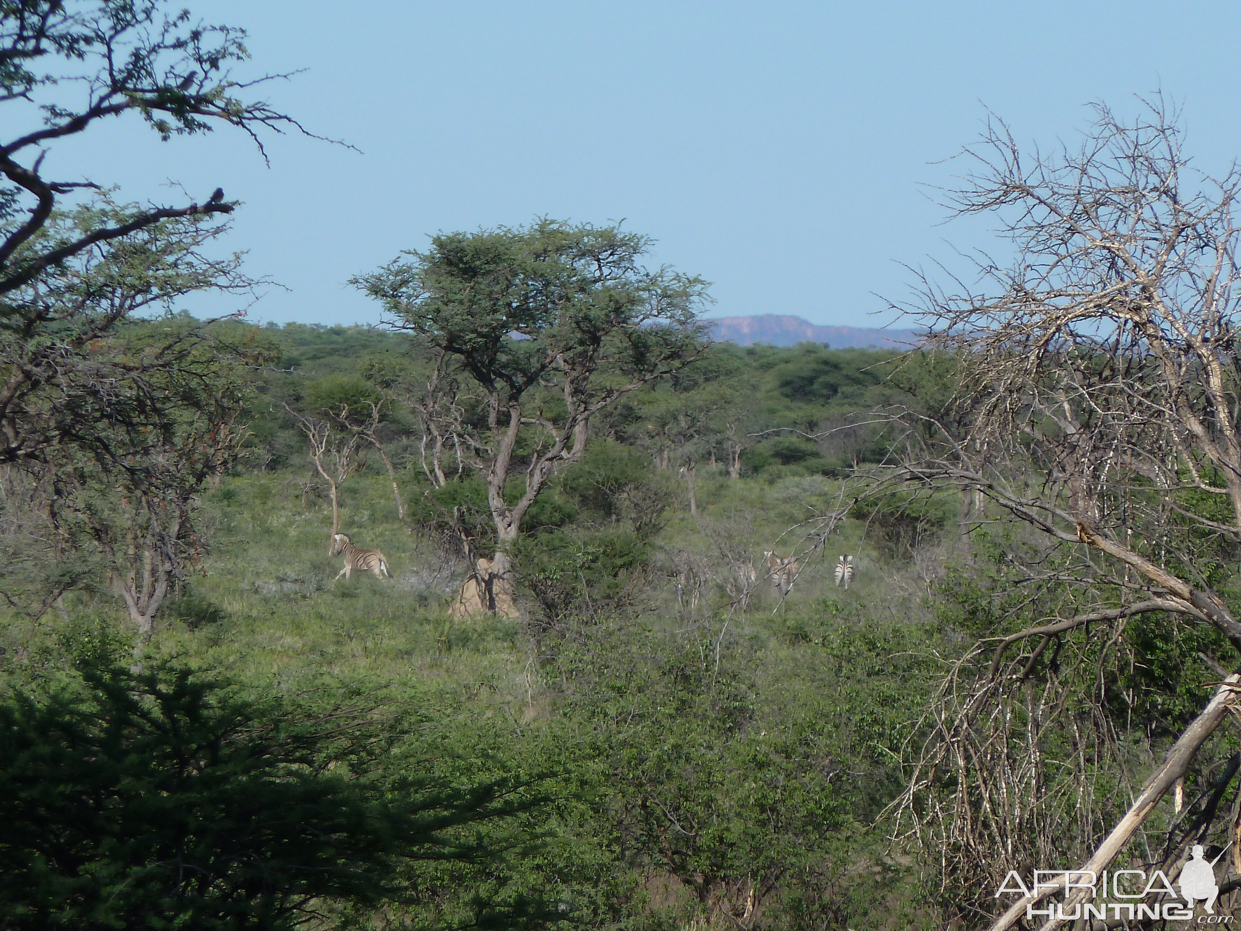 Zebra Namibia