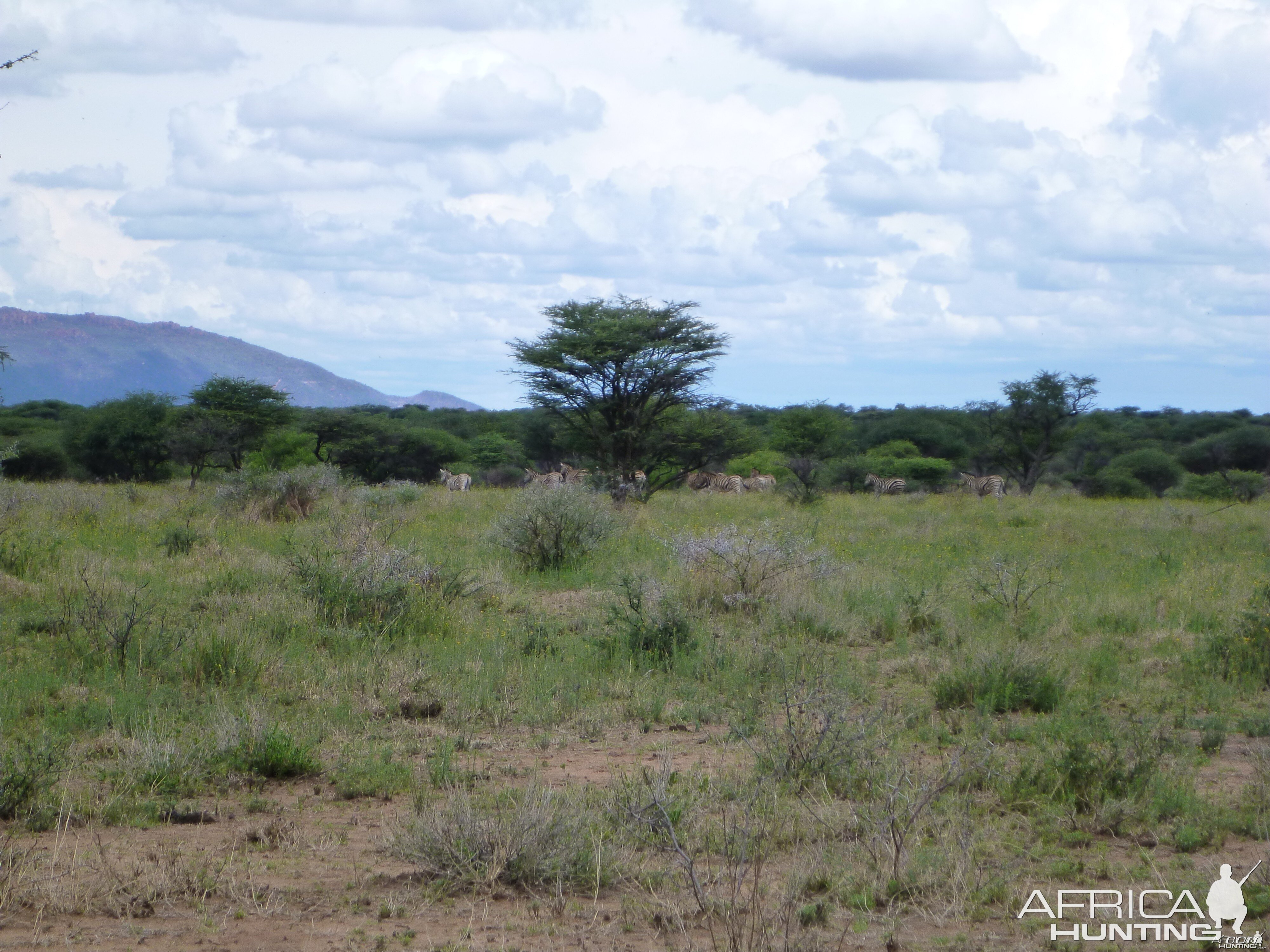 Zebra Namibia