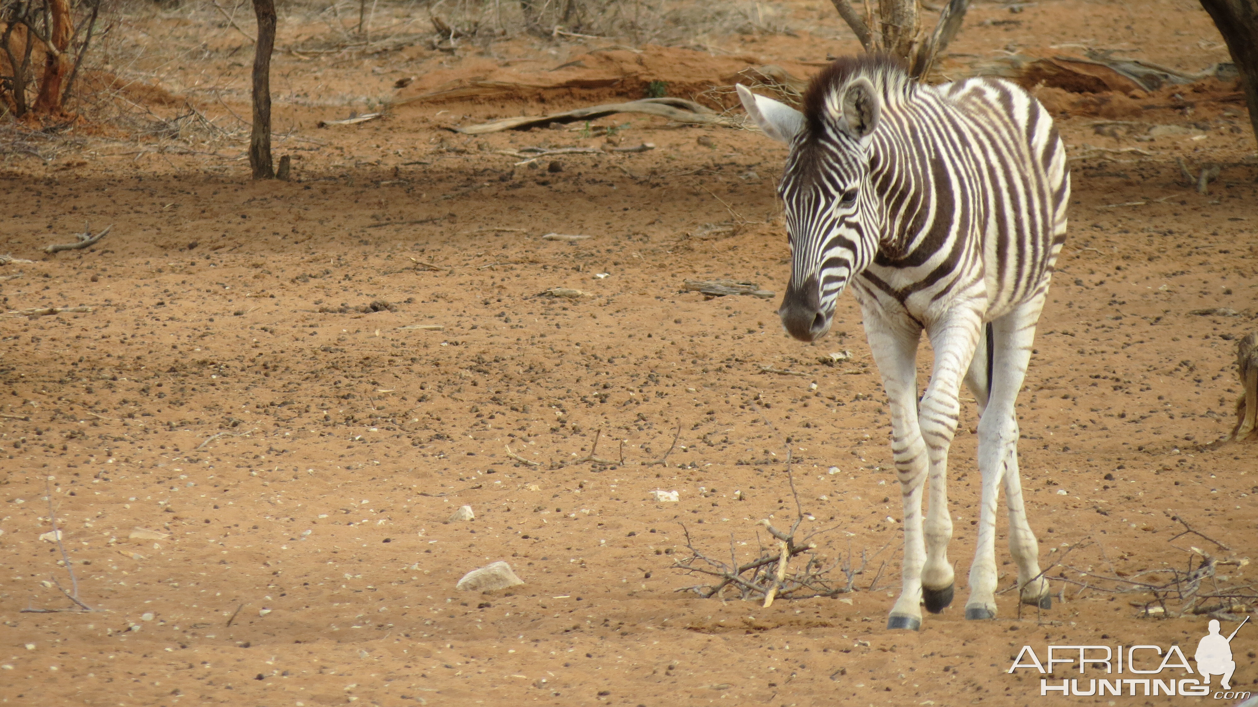 Zebra Namibia