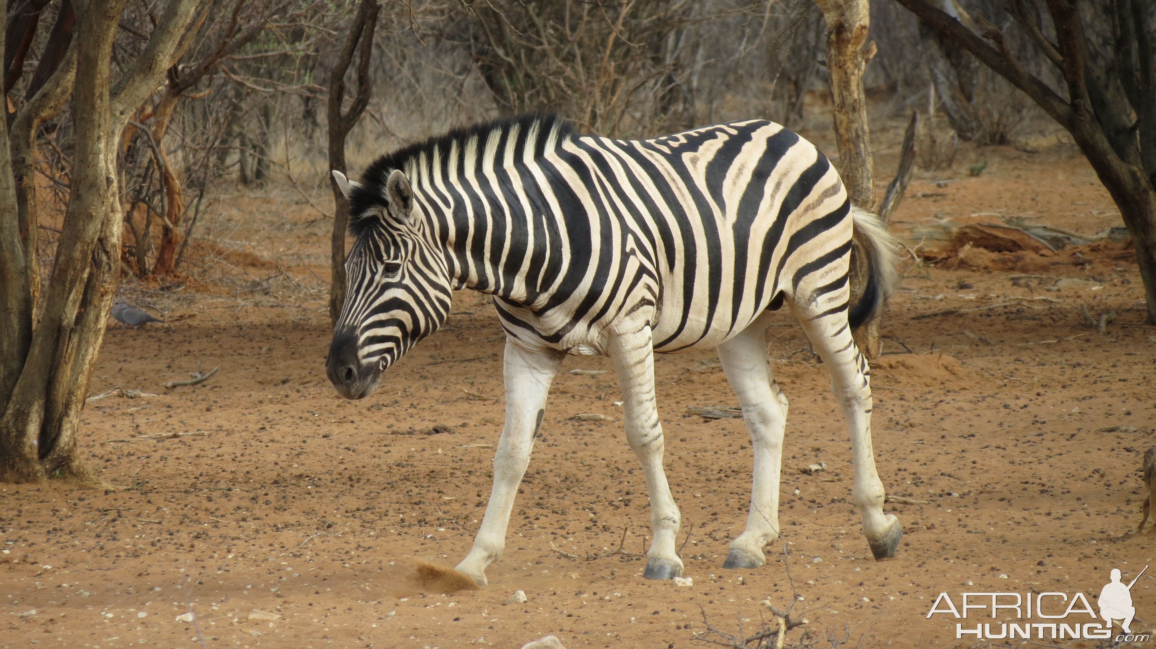 Zebra Namibia