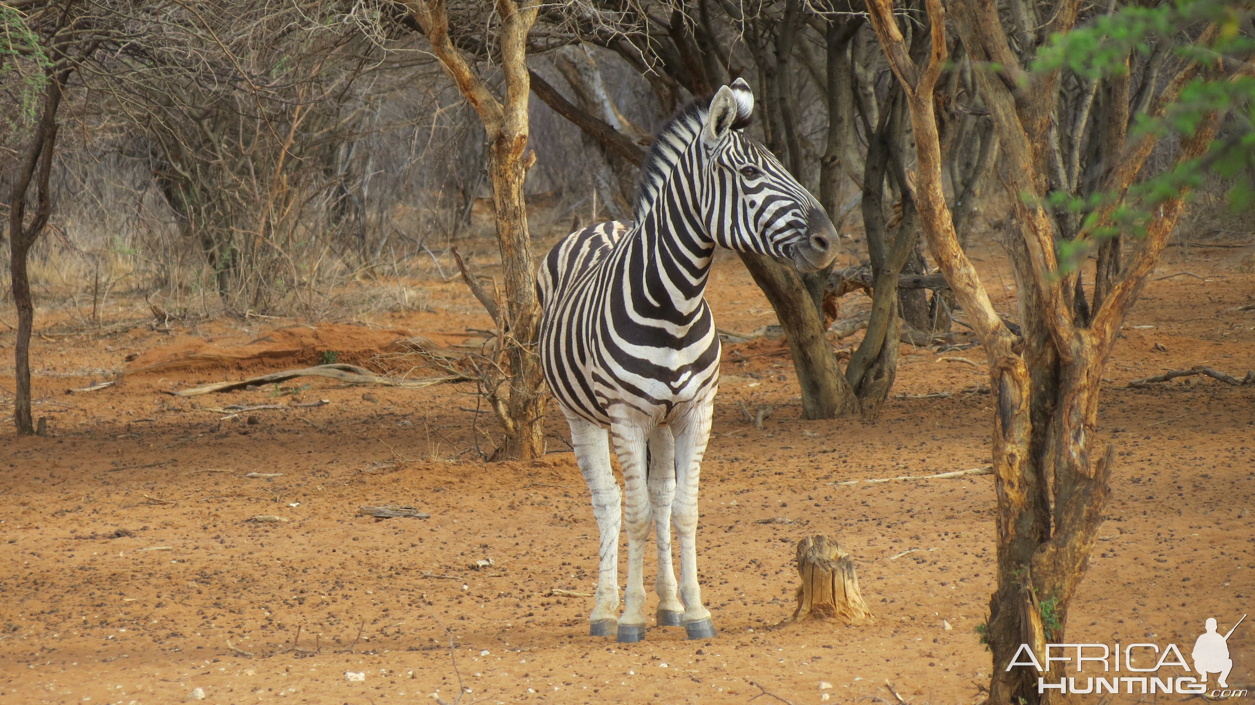 Zebra Namibia