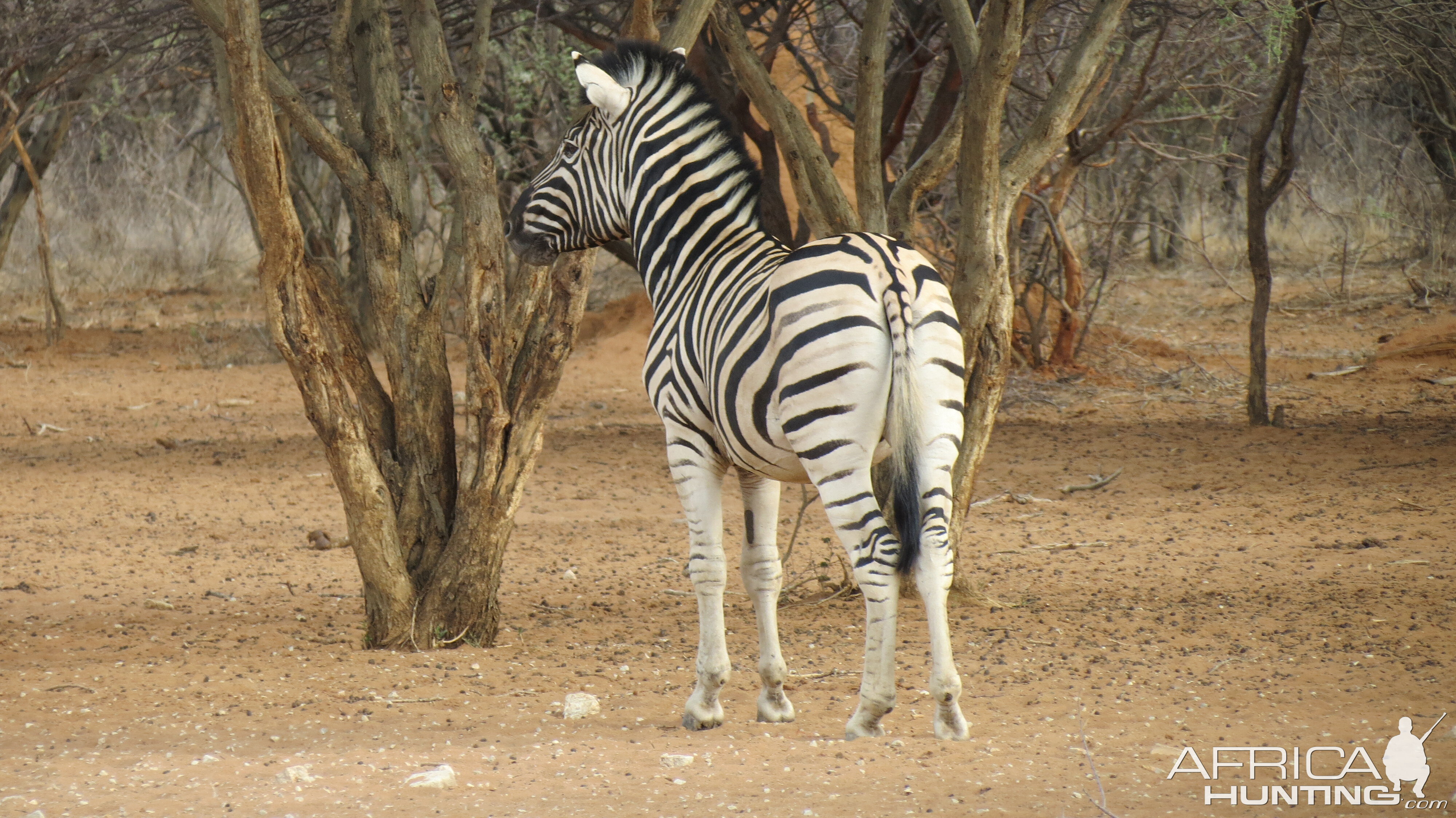 Zebra Namibia