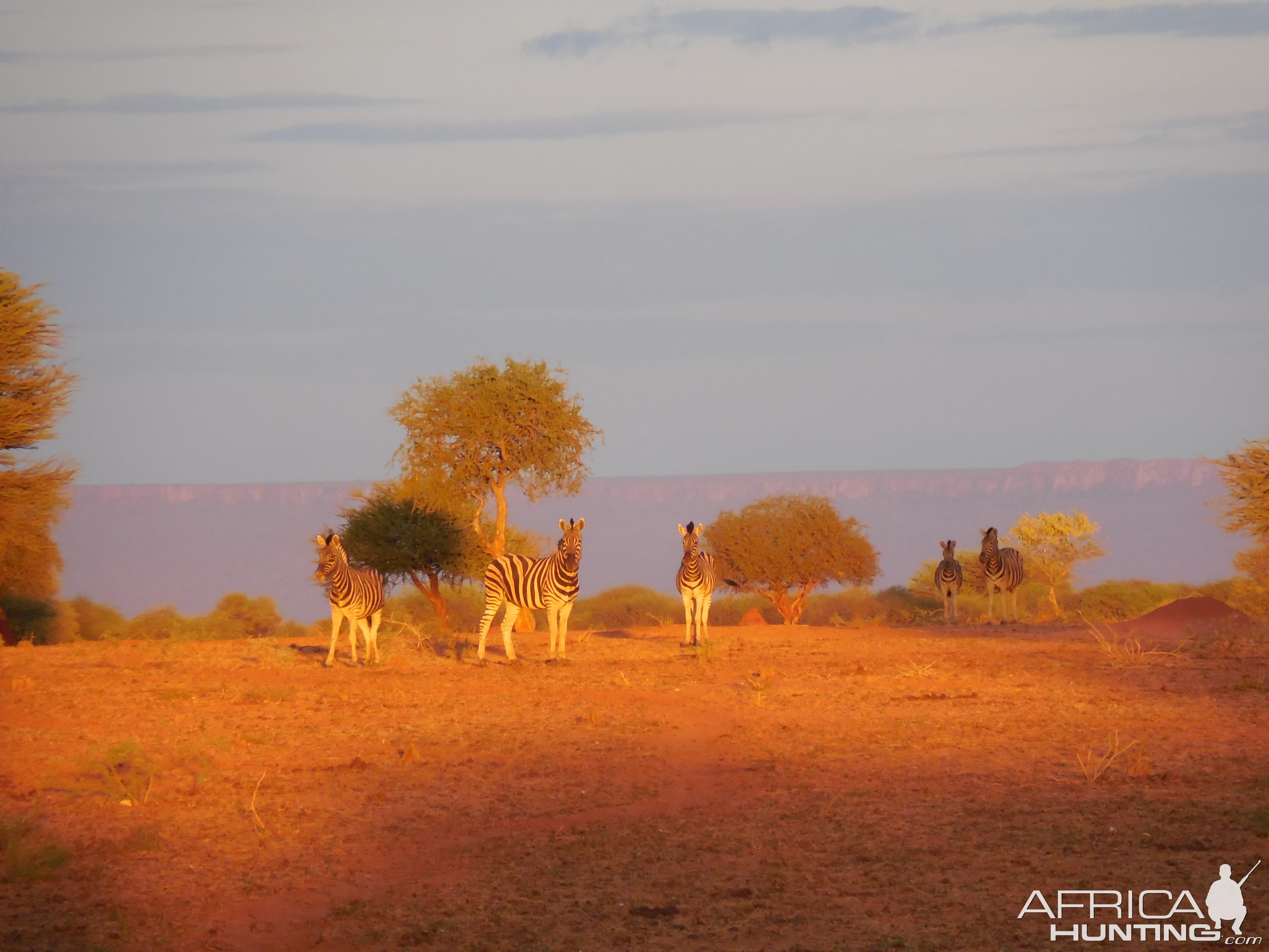 Zebra Namibia