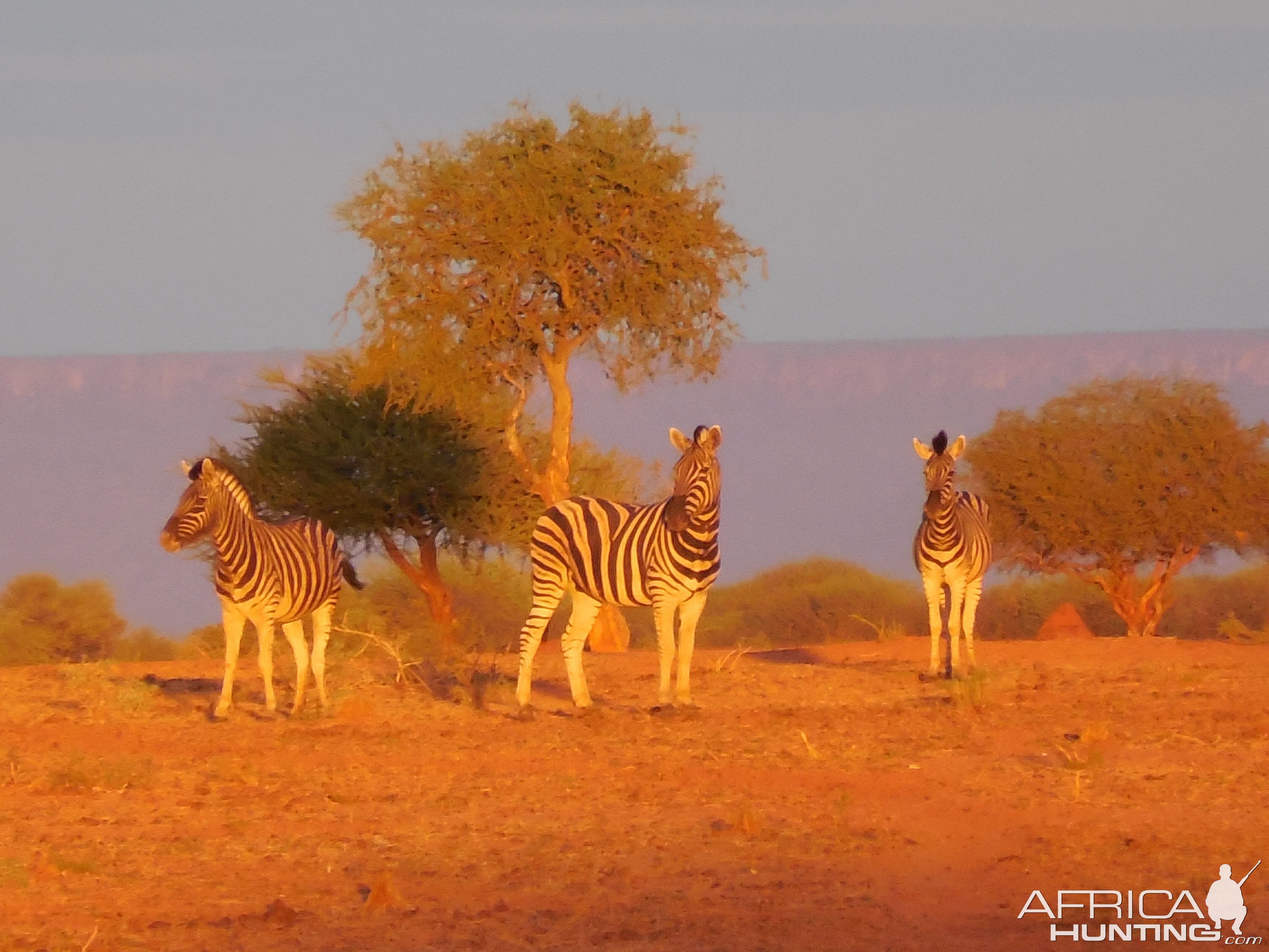 Zebra Namibia