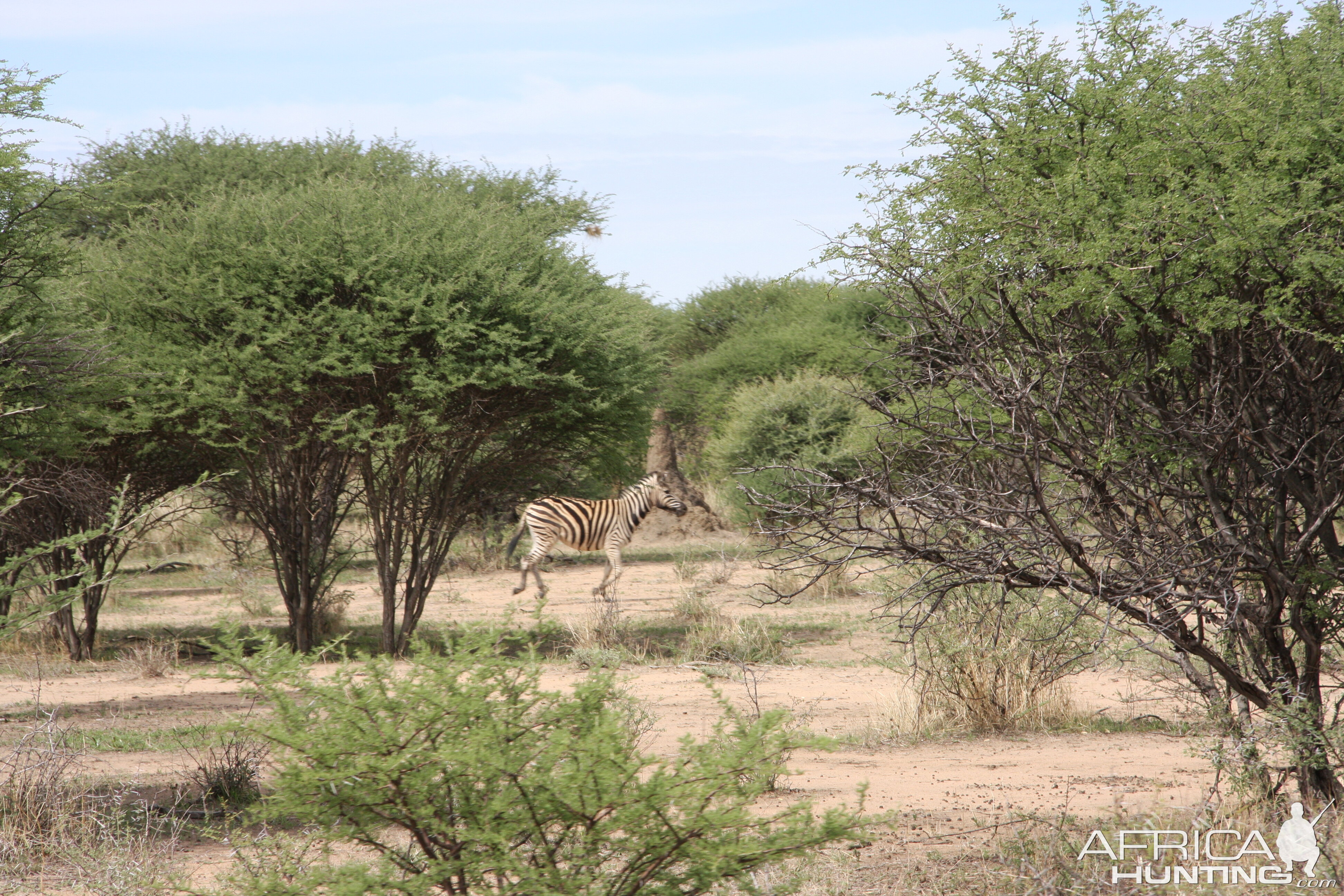 Zebra Namibia