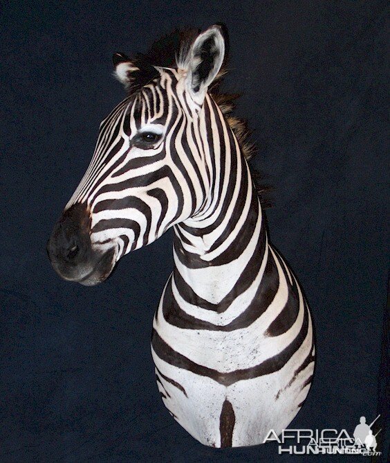 Zebra Pedestal Mount