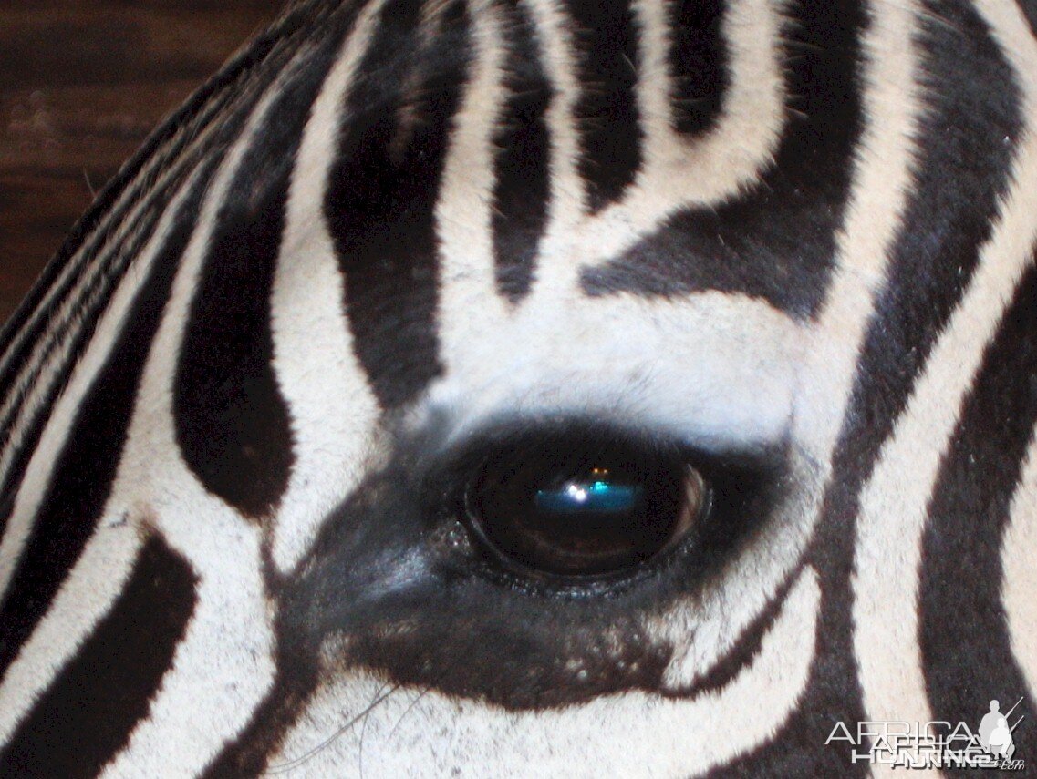 Zebra Pedestal Mount