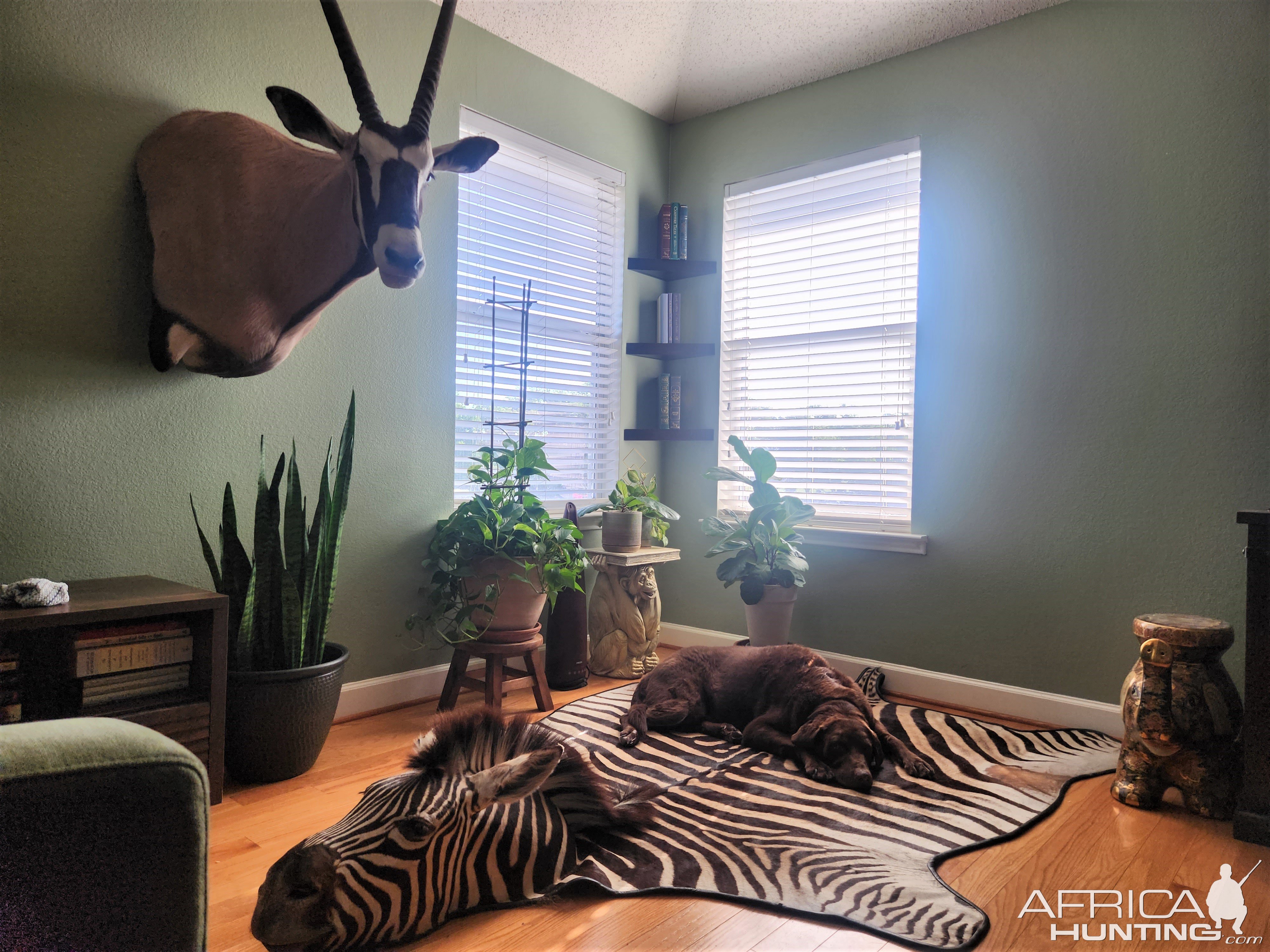 Zebra Rug Taxidermy