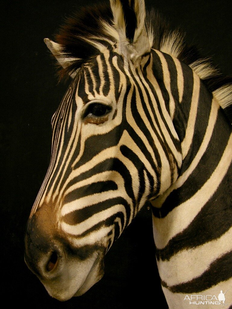 Zebra Shoulder Mount Taxidermy Close Up