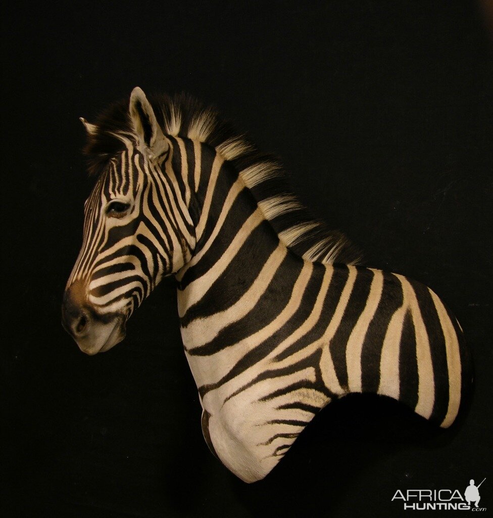 Zebra Shoulder Mount Taxidermy