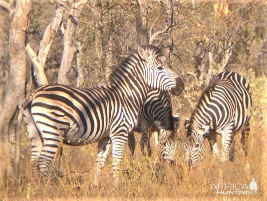 Zebra South Africa