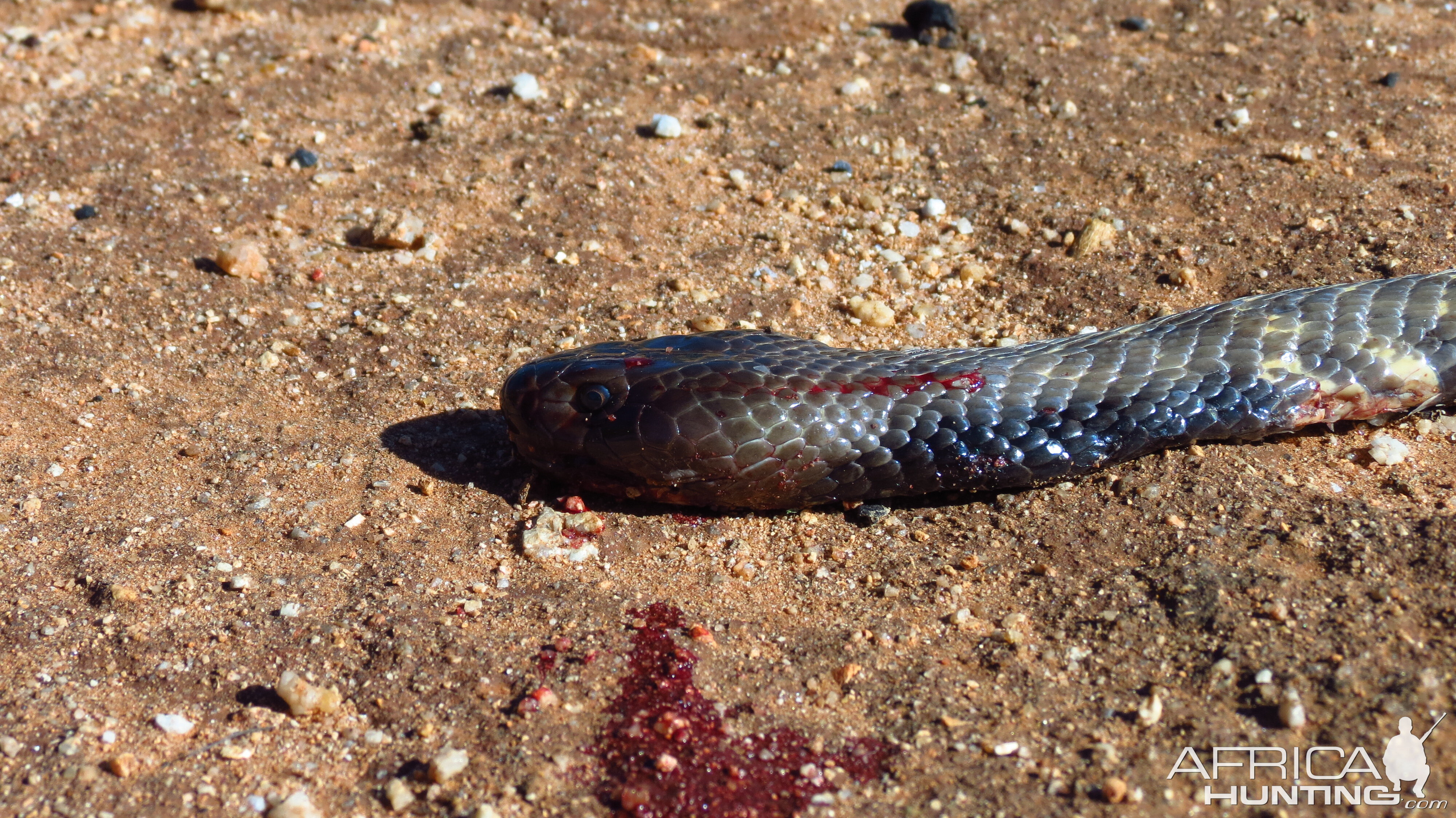 Zebra Spitting Cobra aka Zebra Snake