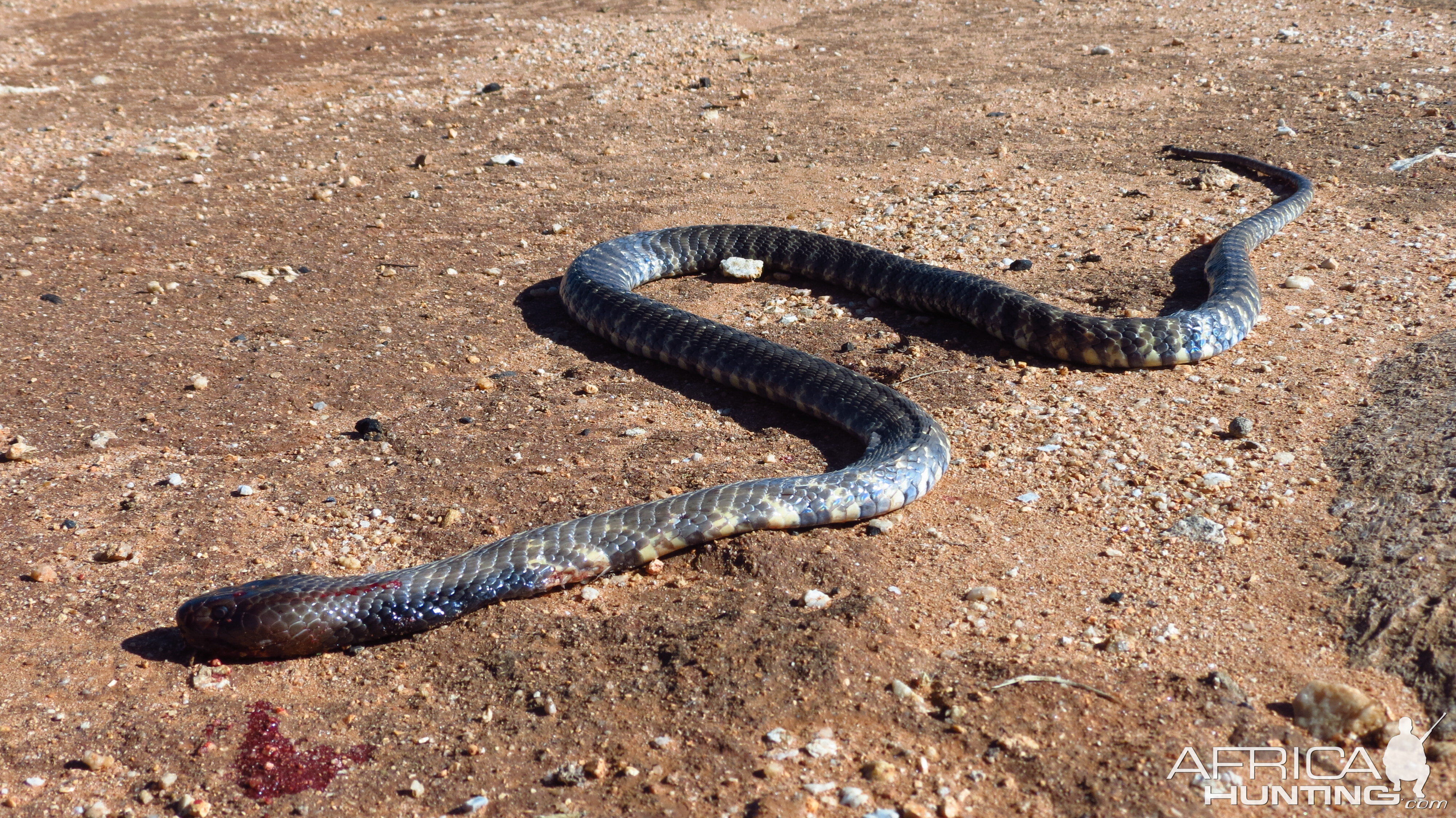 Zebra Spitting Cobra aka Zebra Snake