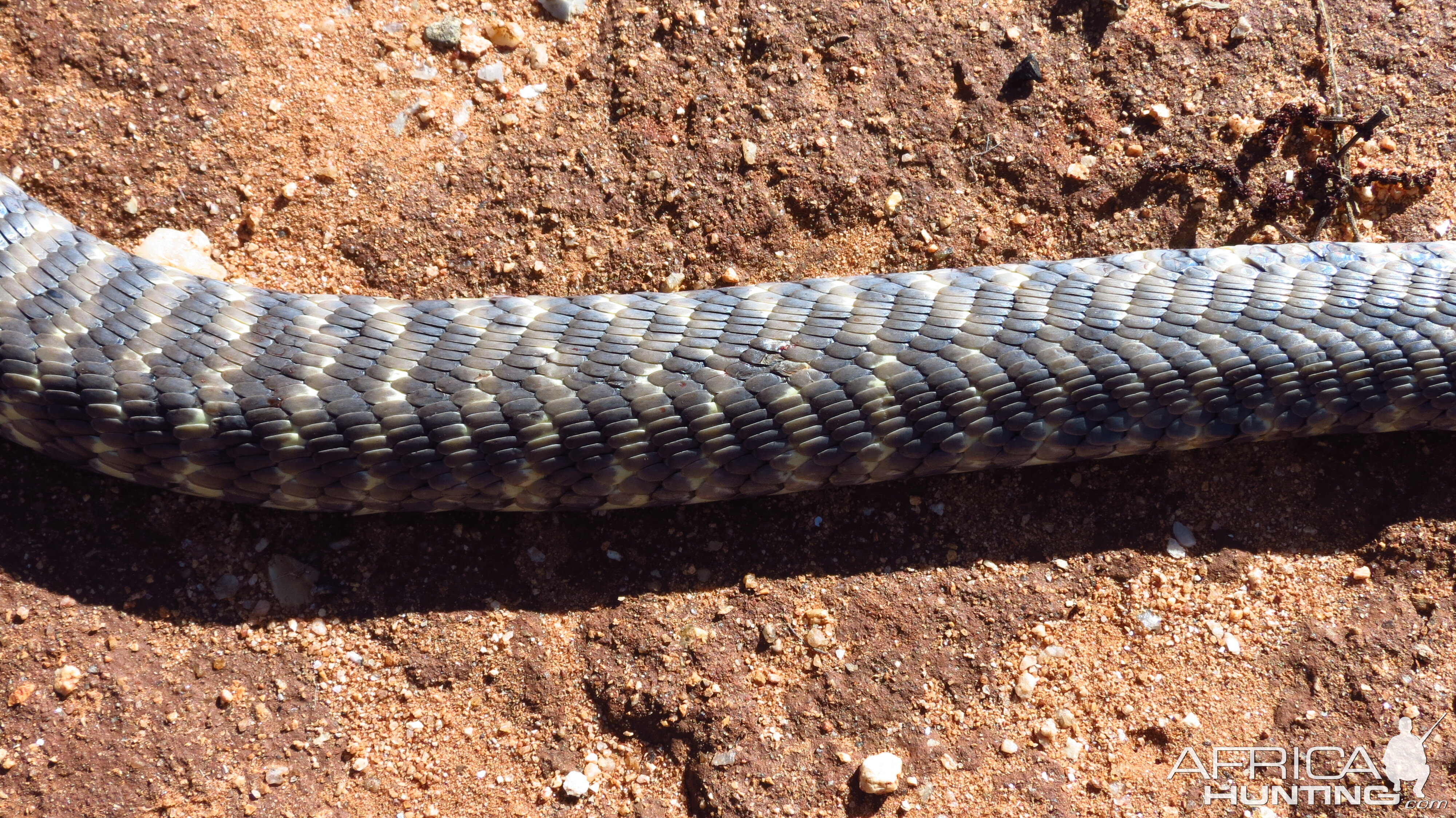 Zebra Spitting Cobra aka Zebra Snake