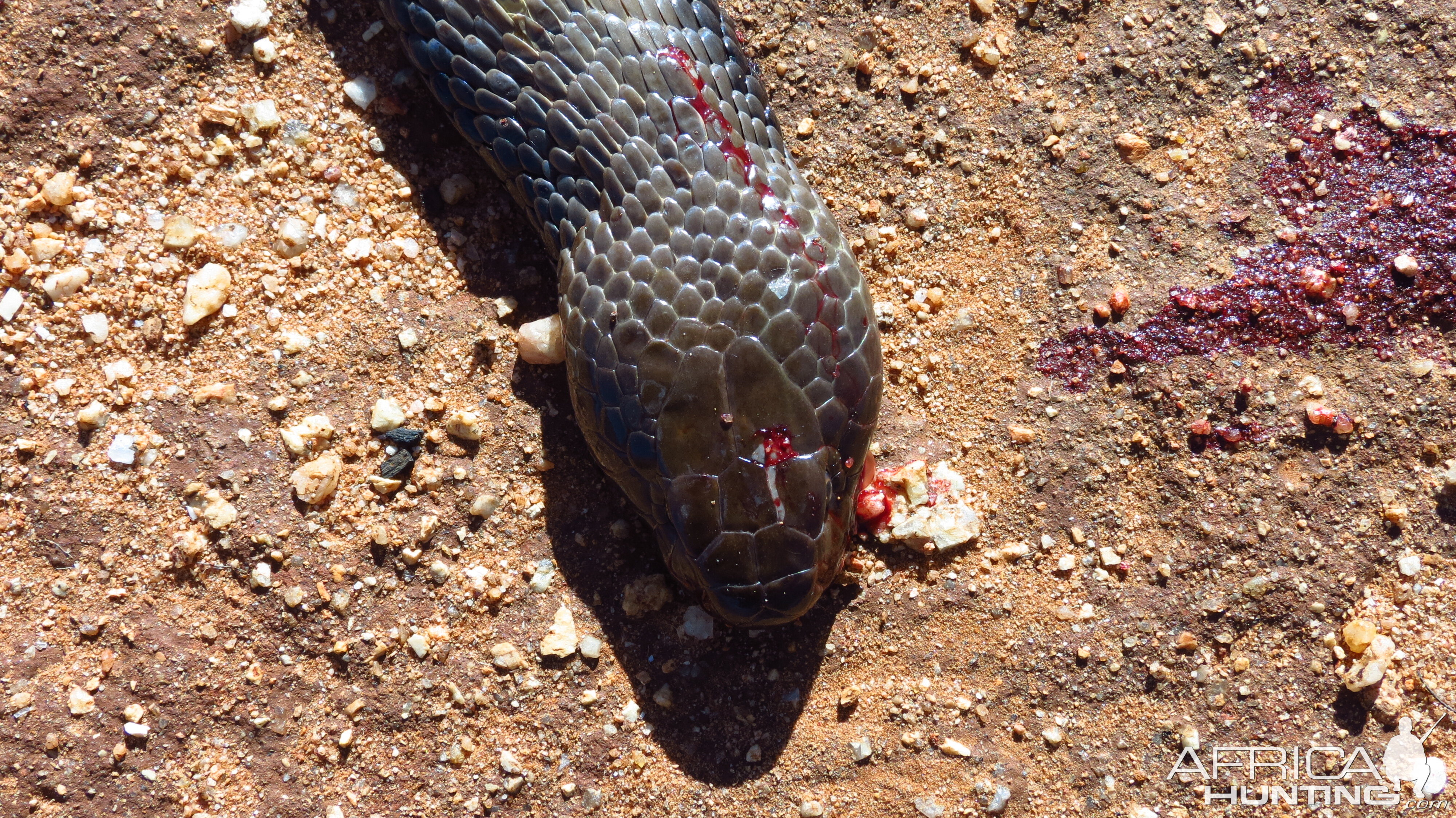 Zebra Spitting Cobra aka Zebra Snake