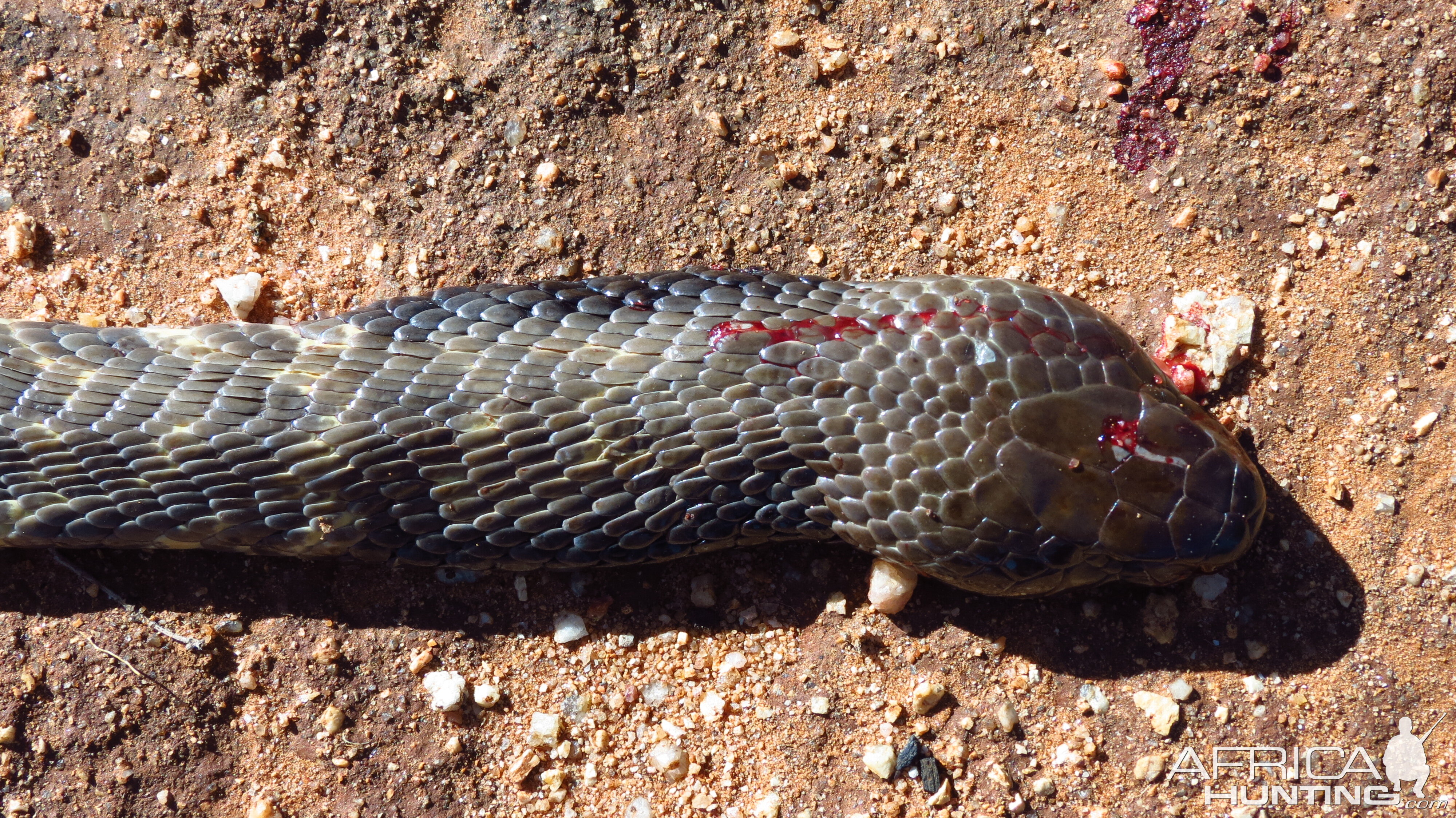 Zebra Spitting Cobra aka Zebra Snake