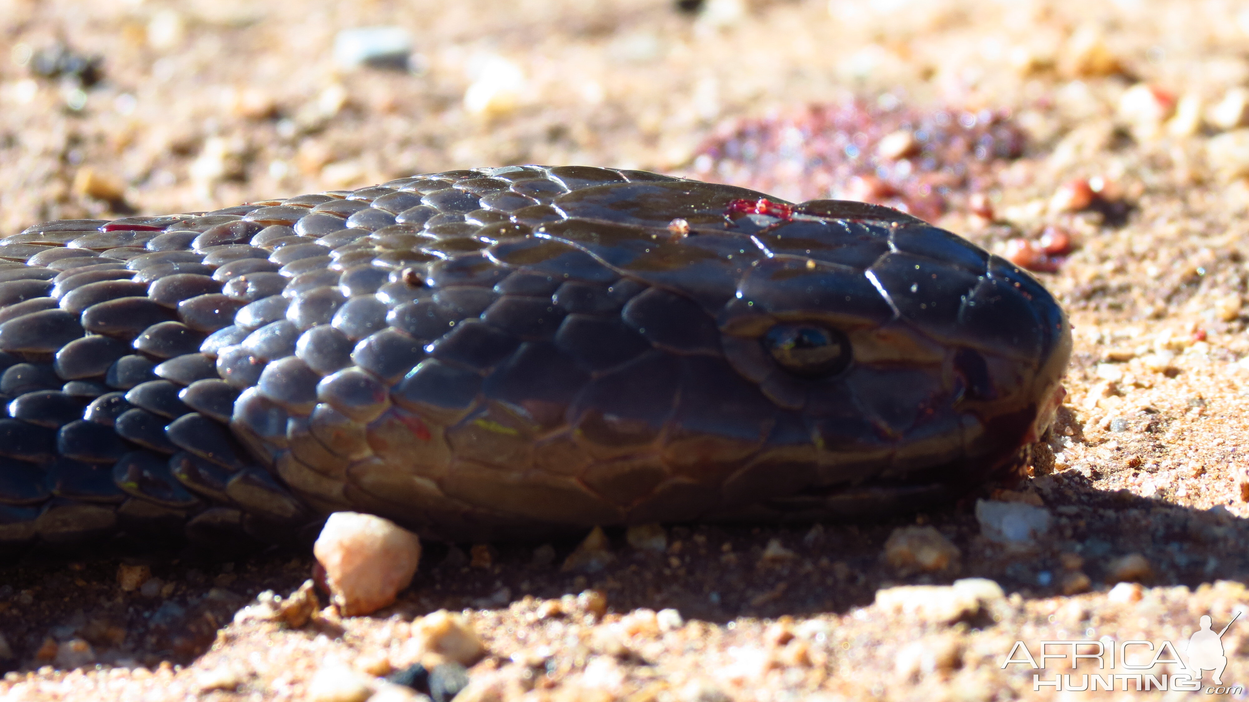 Zebra Spitting Cobra aka Zebra Snake